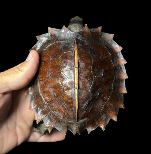 4” Spiny Hill Turtle!