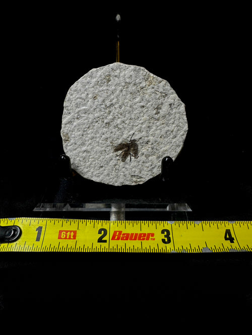 #1 Bug Plate