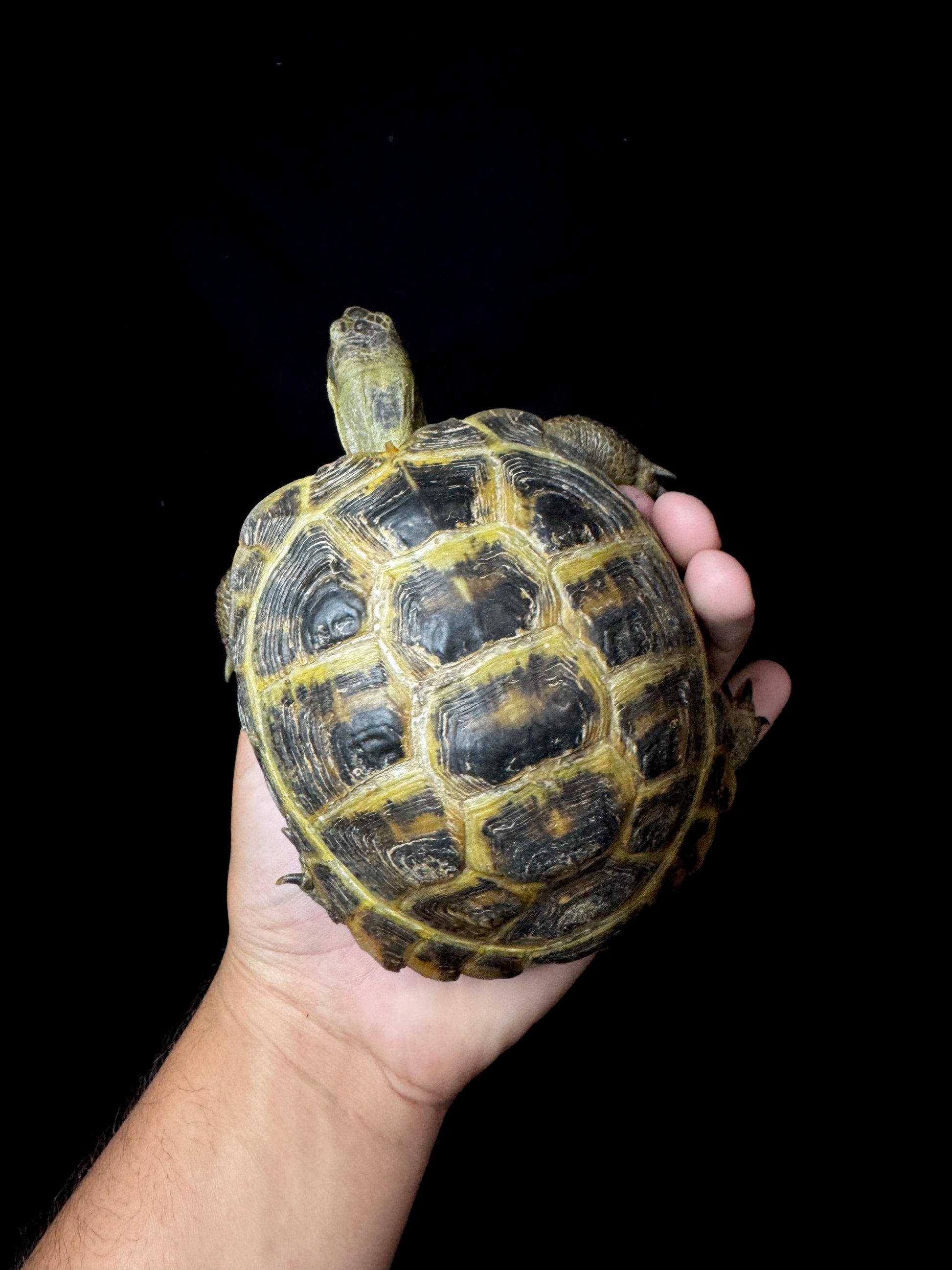 #11 Large Female Russian Tortoise