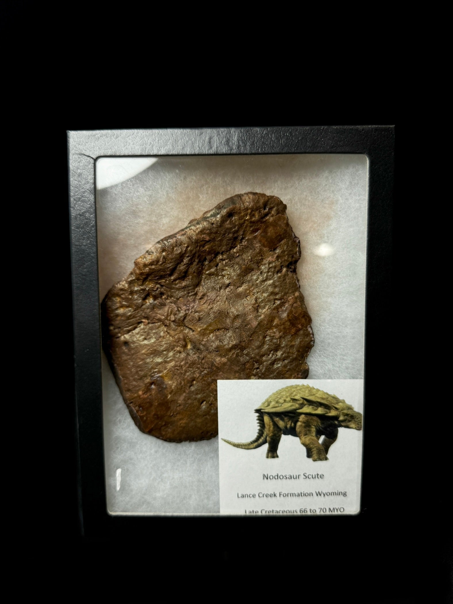 Nodosaur Scute