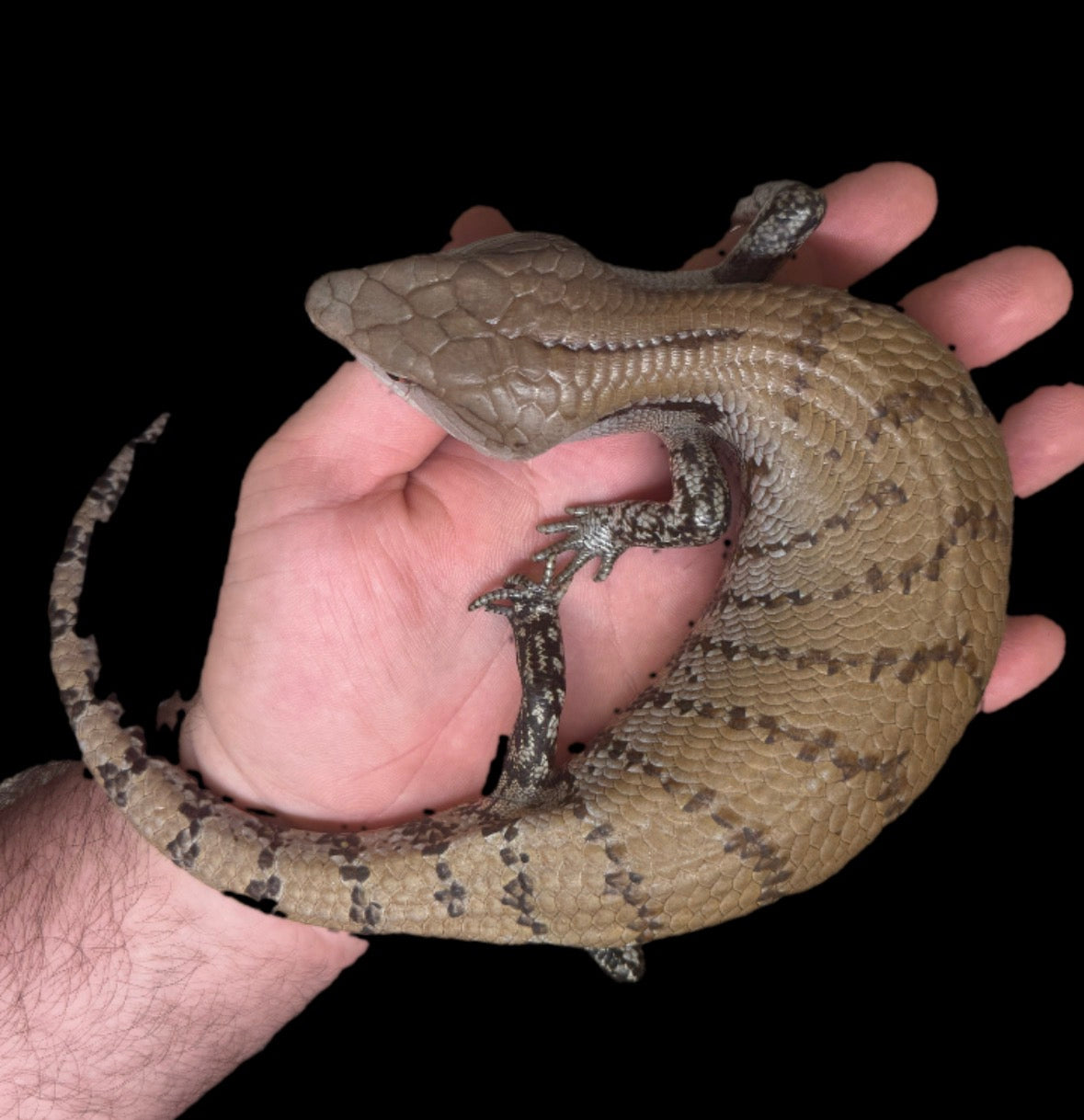 Blue Tongue Skink
