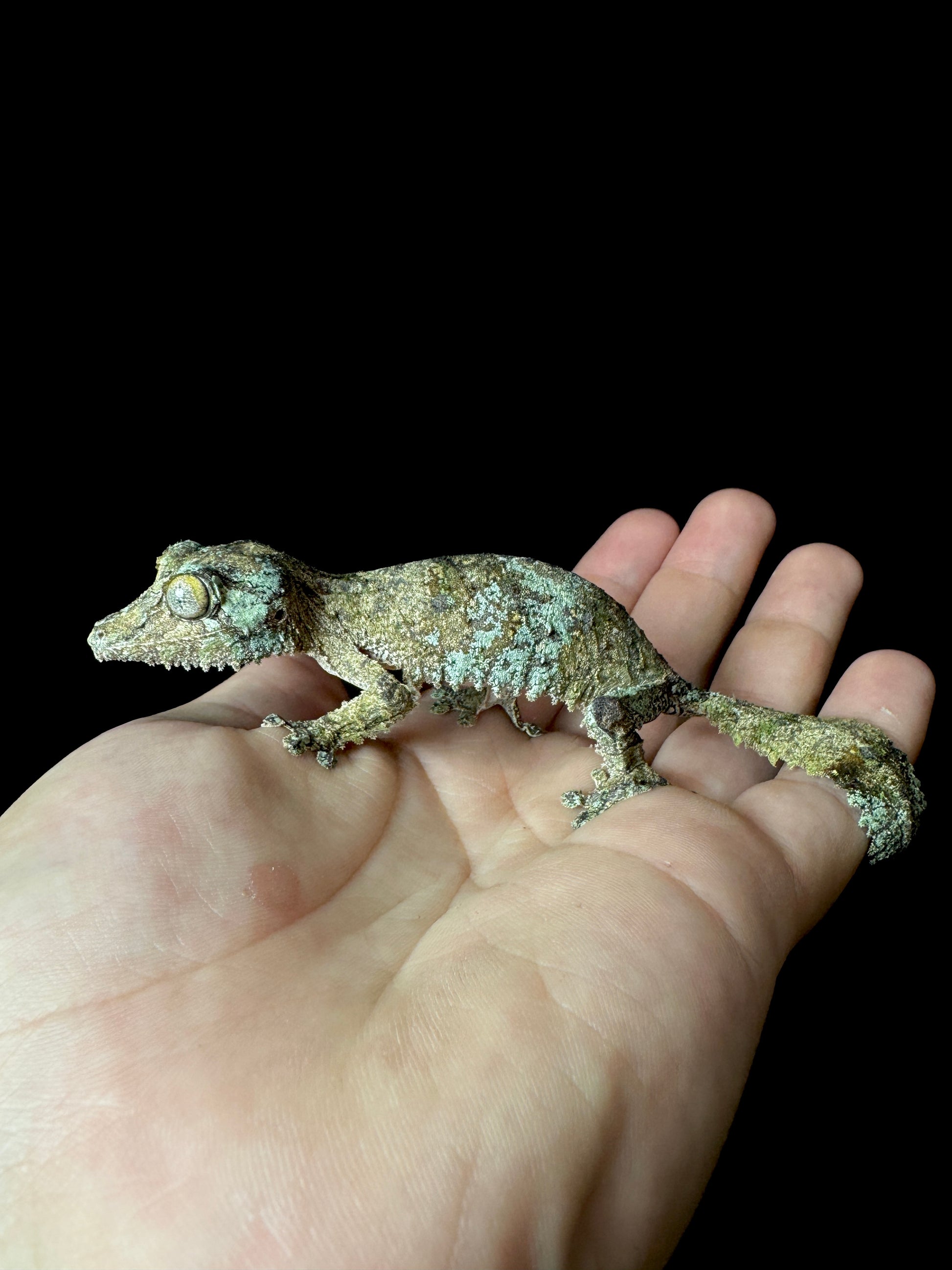 Sikorae Leaf Tail Female #4