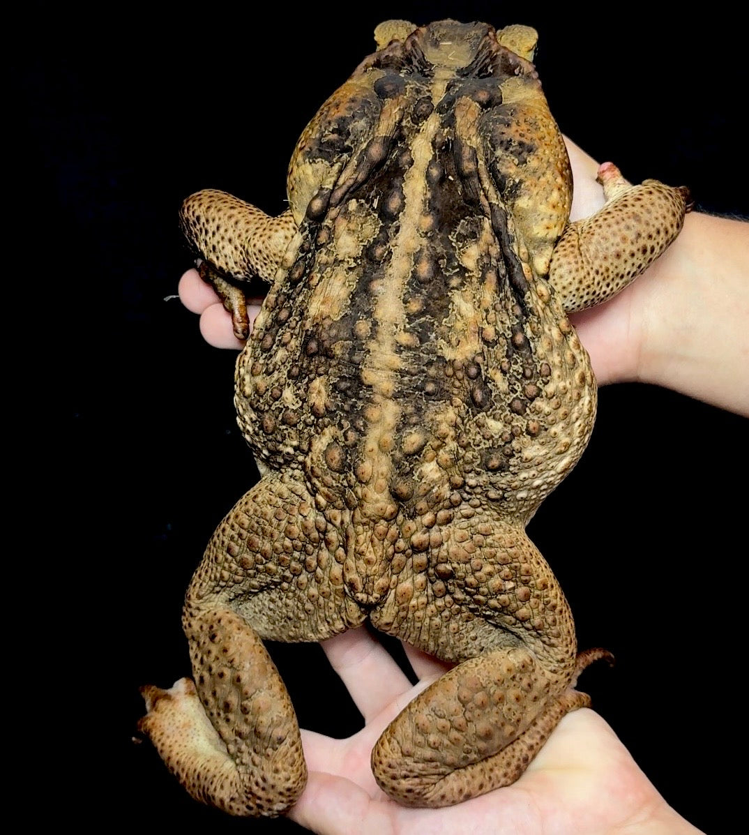 XXL Giant Marine Toads