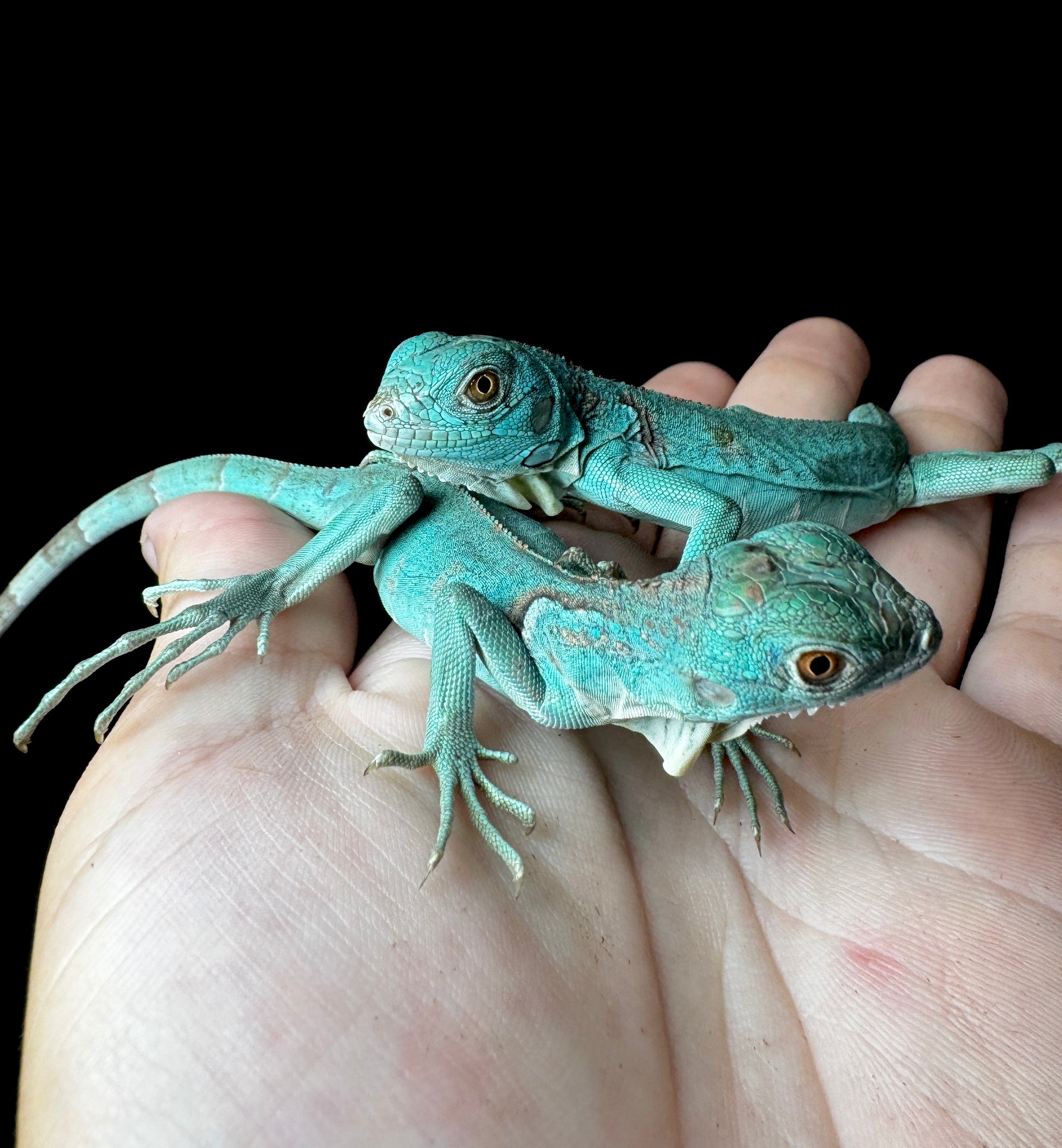Blue Iguana Baby!