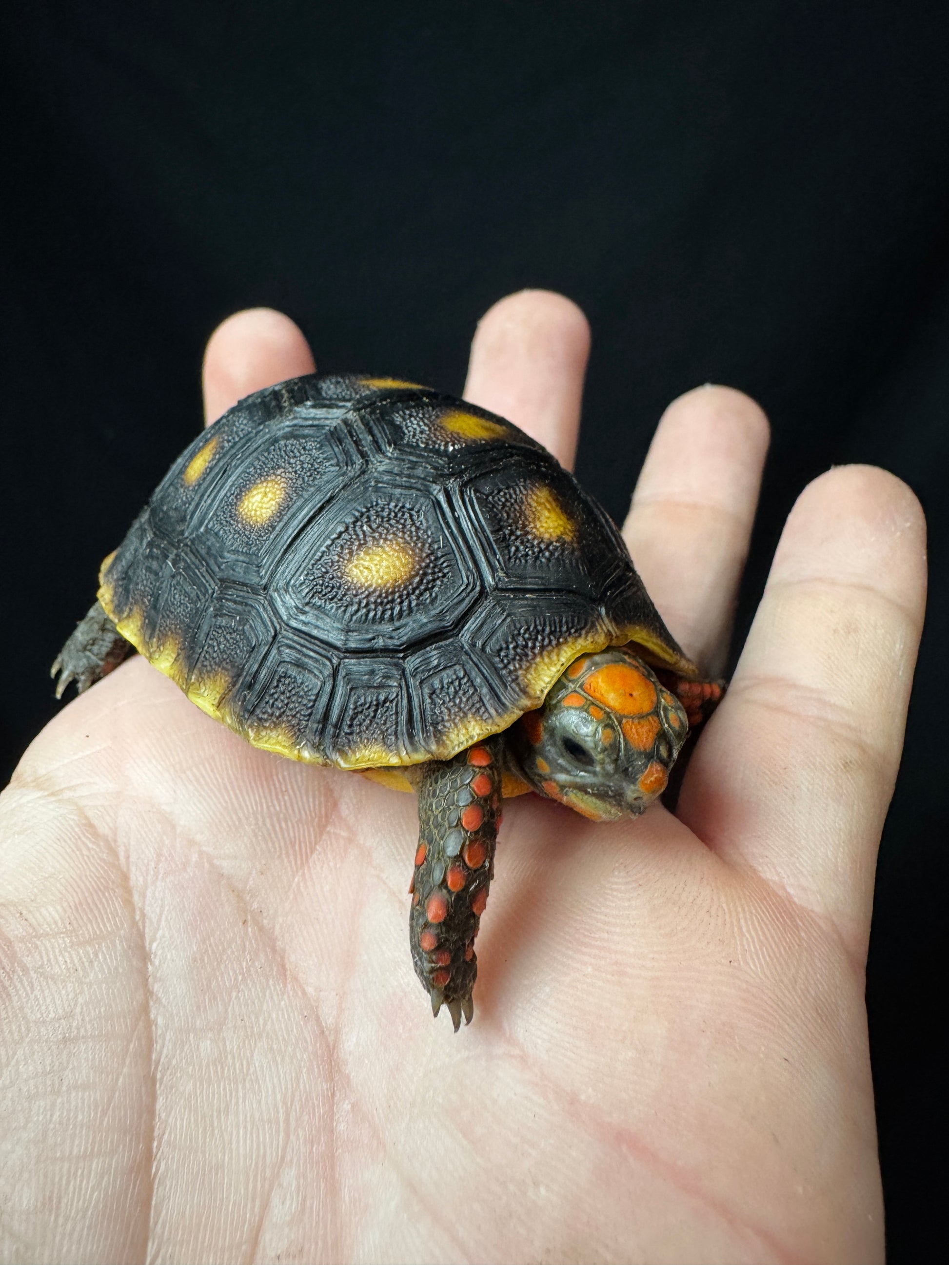 USACB RedFoot Tortoise