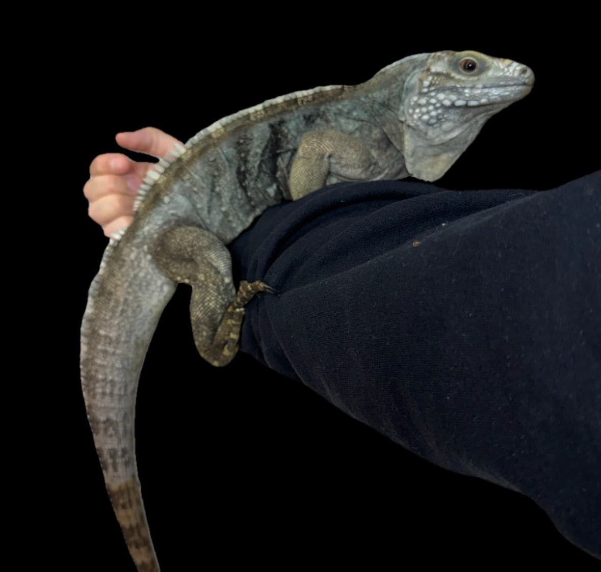Super Blue Lewisi Iguana!