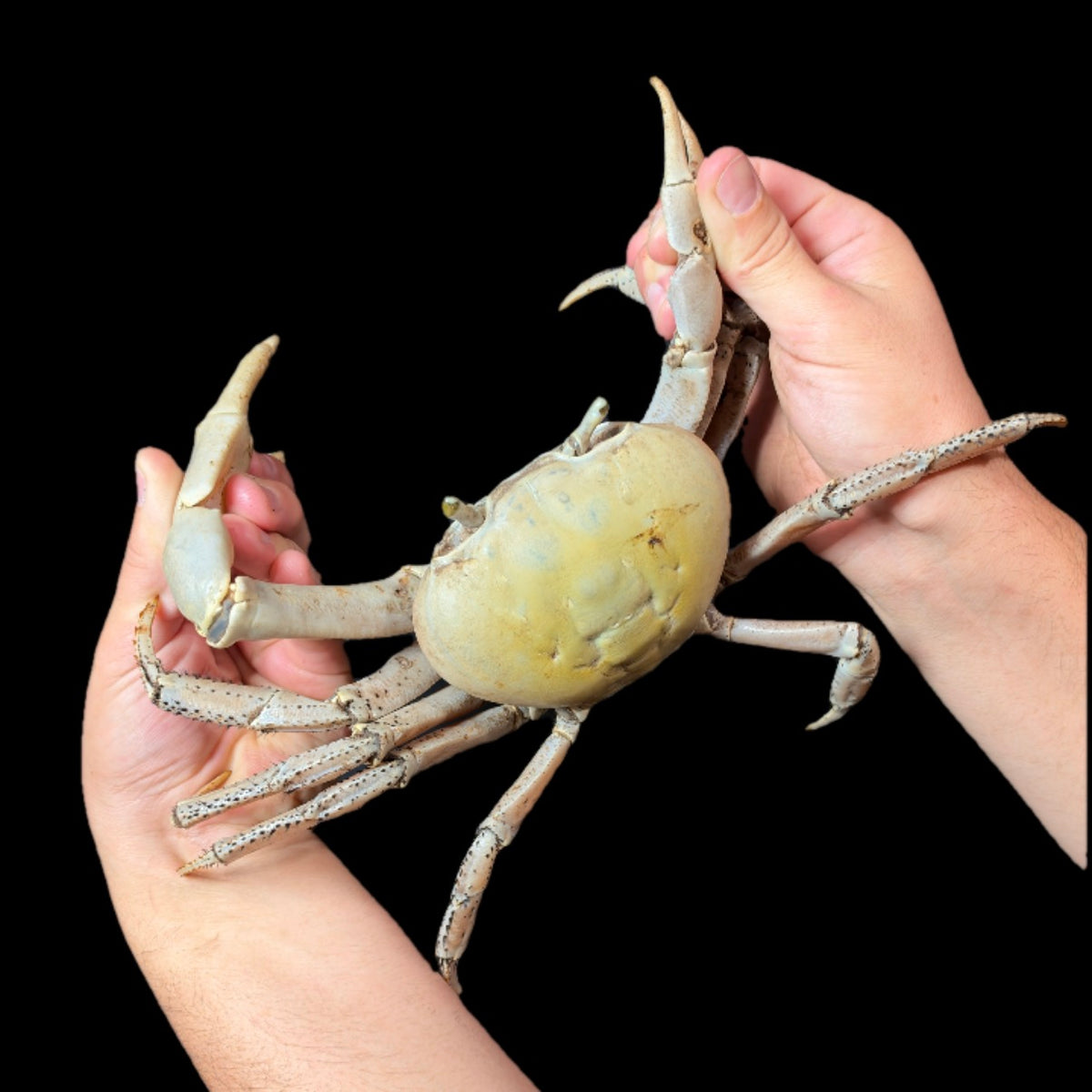 GIANT Barbados Land Crabs