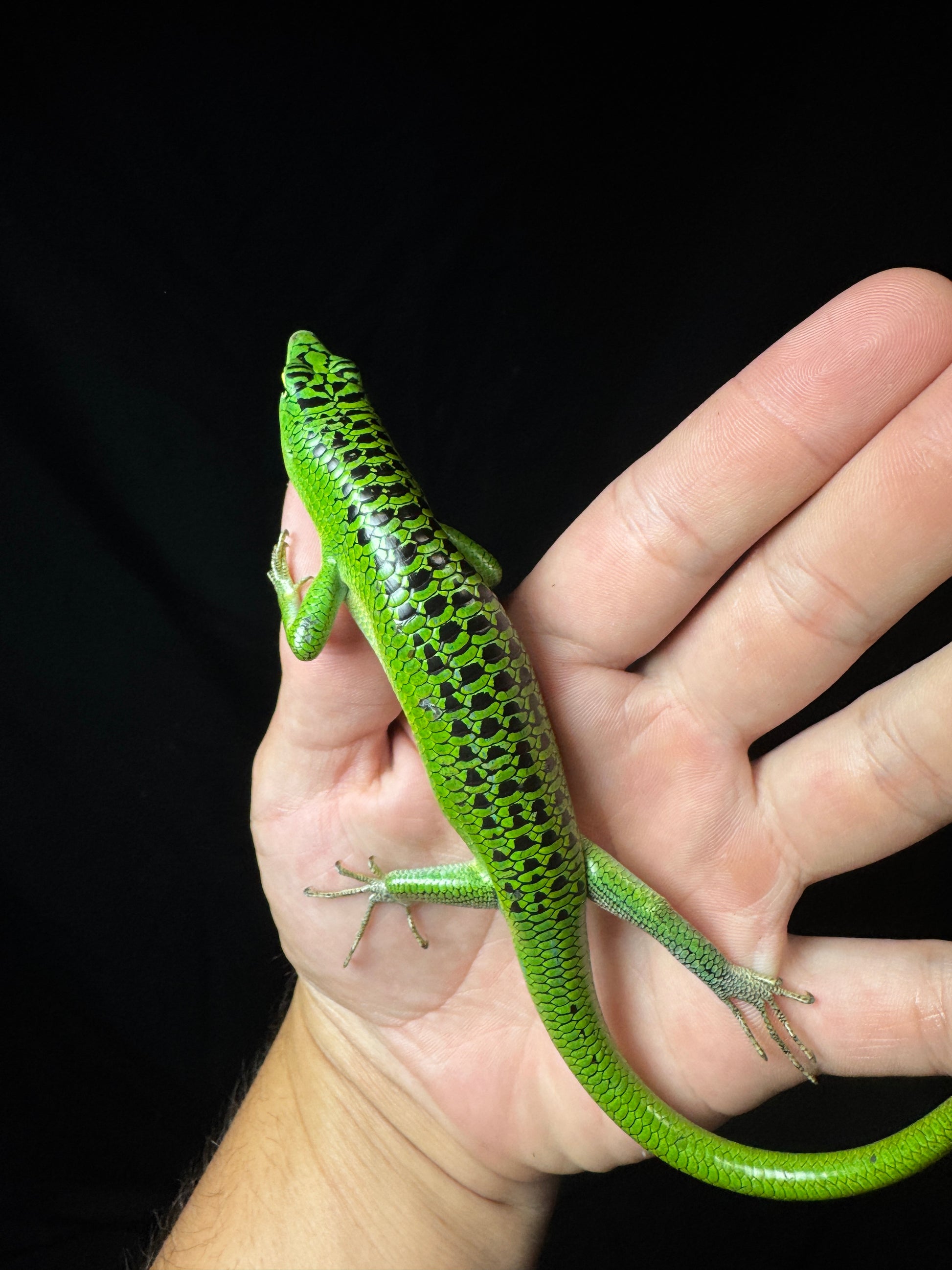 #1 Grade A Large Male Black Spotted Emerald Tree Skink!