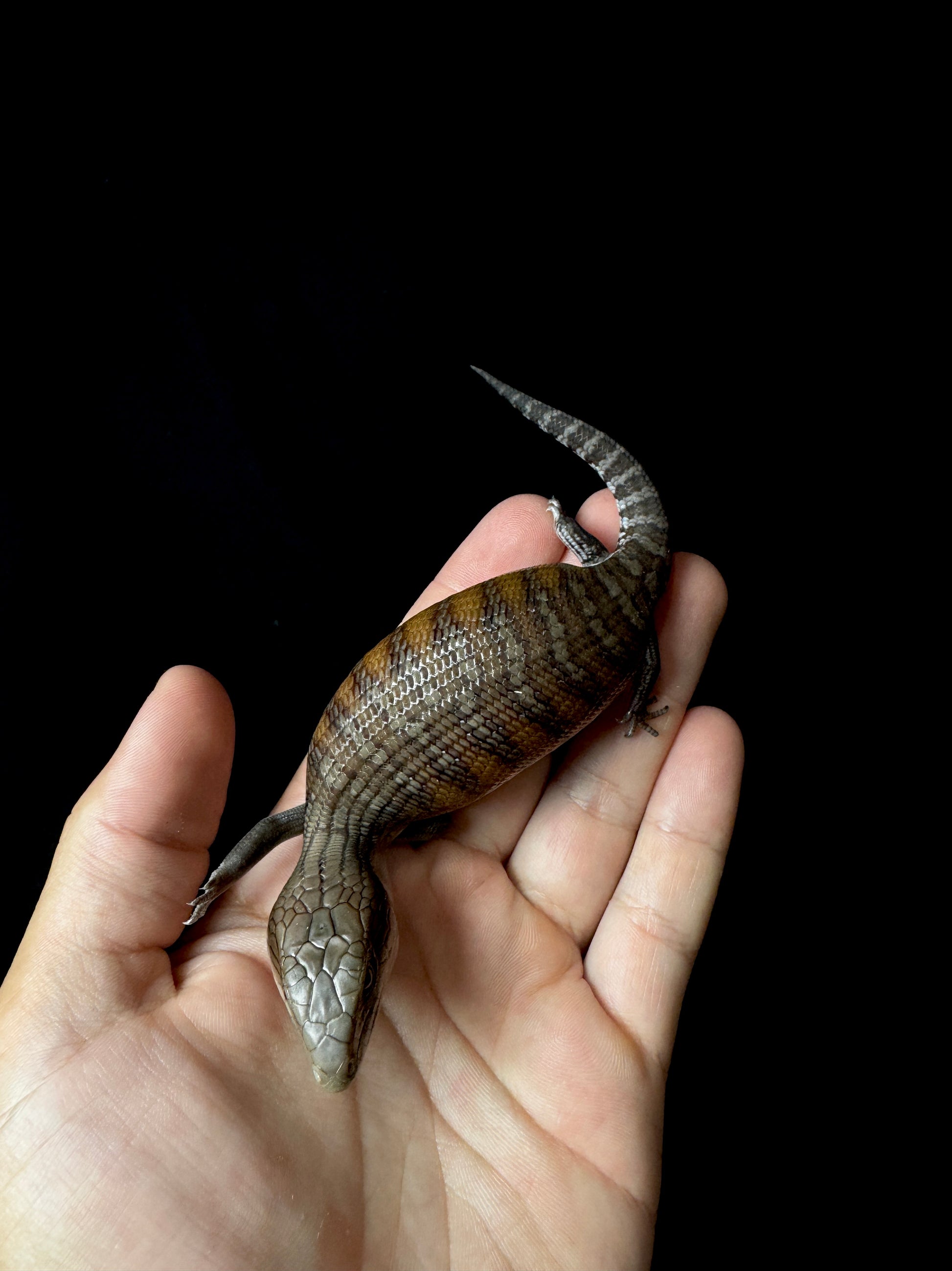 #6 USACB Northern Blue Tongue Skink