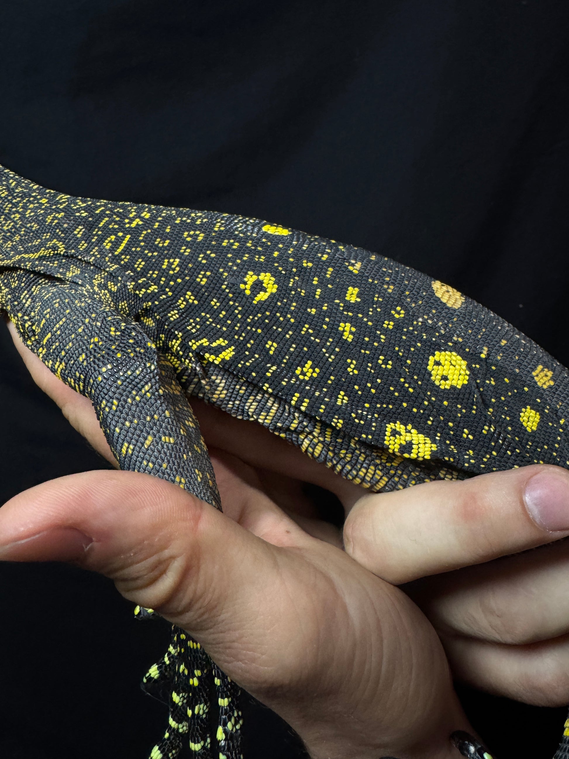 Stunning Young Crocodile Monitor
