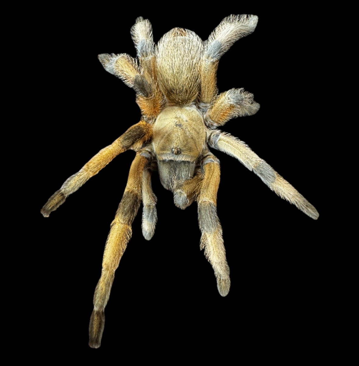 Rio Grande Gold Tarantula