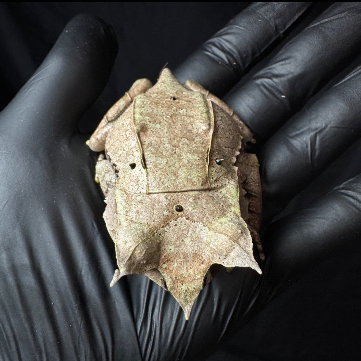 Malaysian Leaf Frog (Megophyrs Nasuta)
