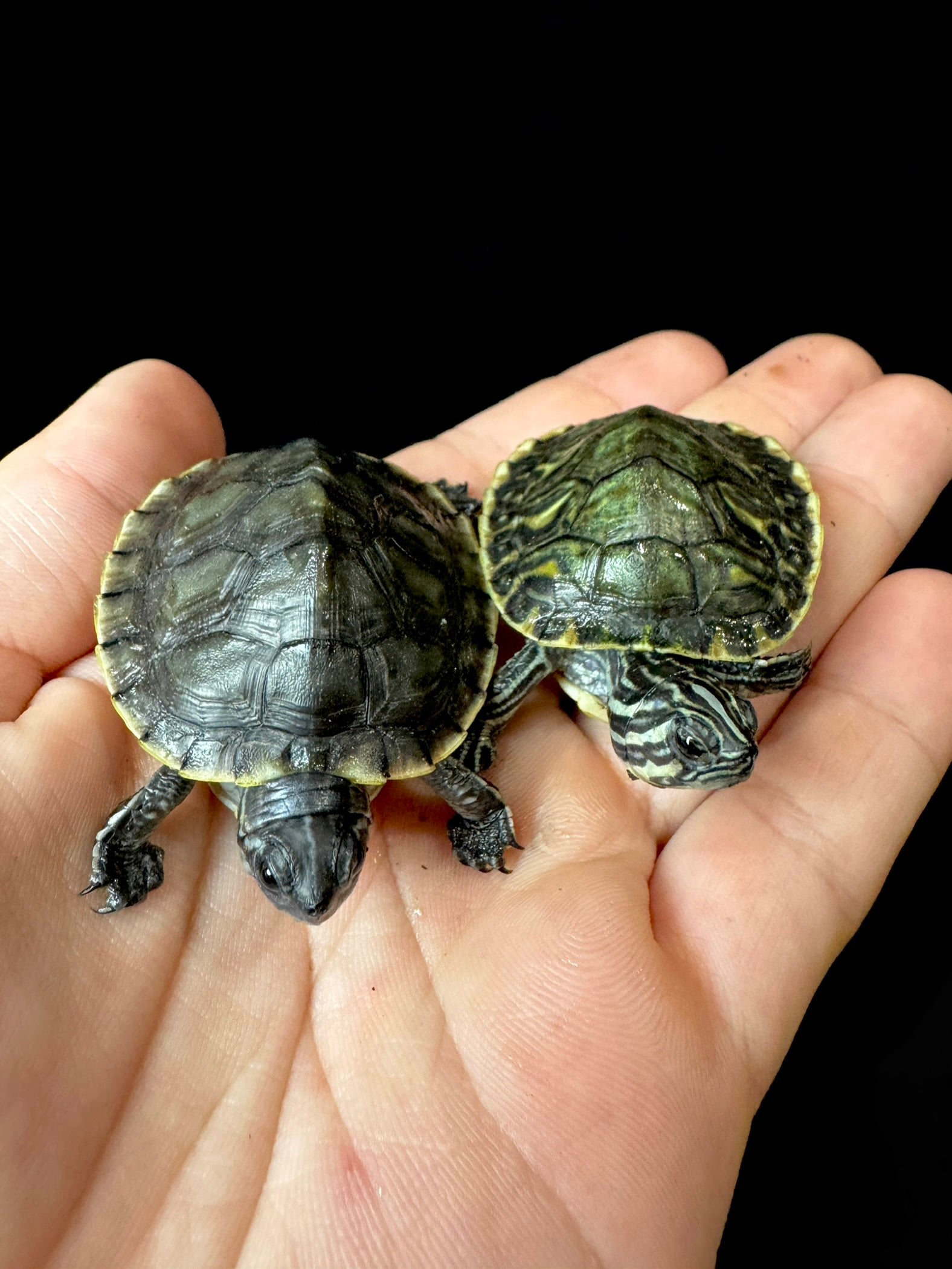 Baby Charcoal Peninsula cooter!