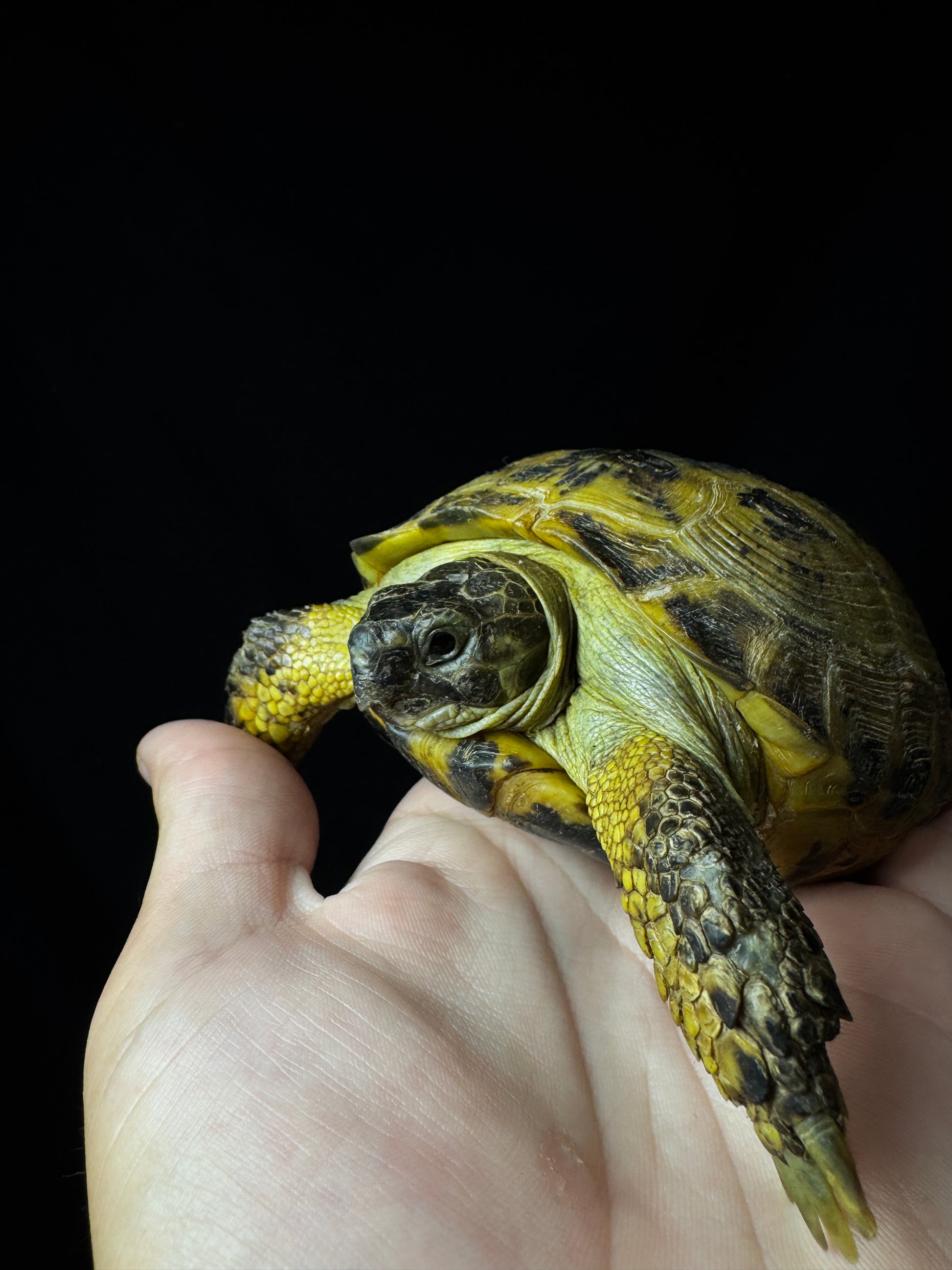Exact Russian Tortoise Male #4