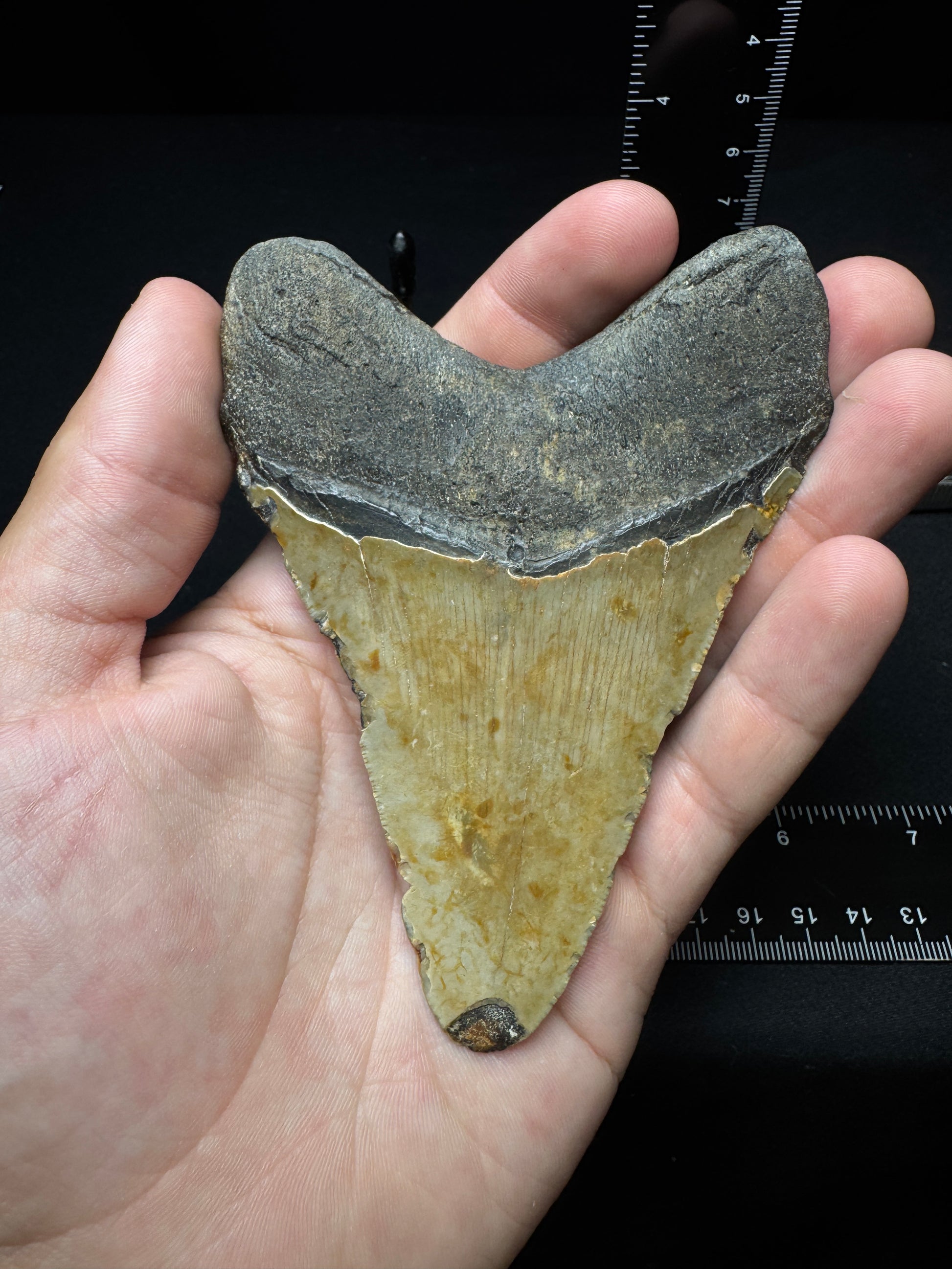 #6 4.5” Meg Tooth