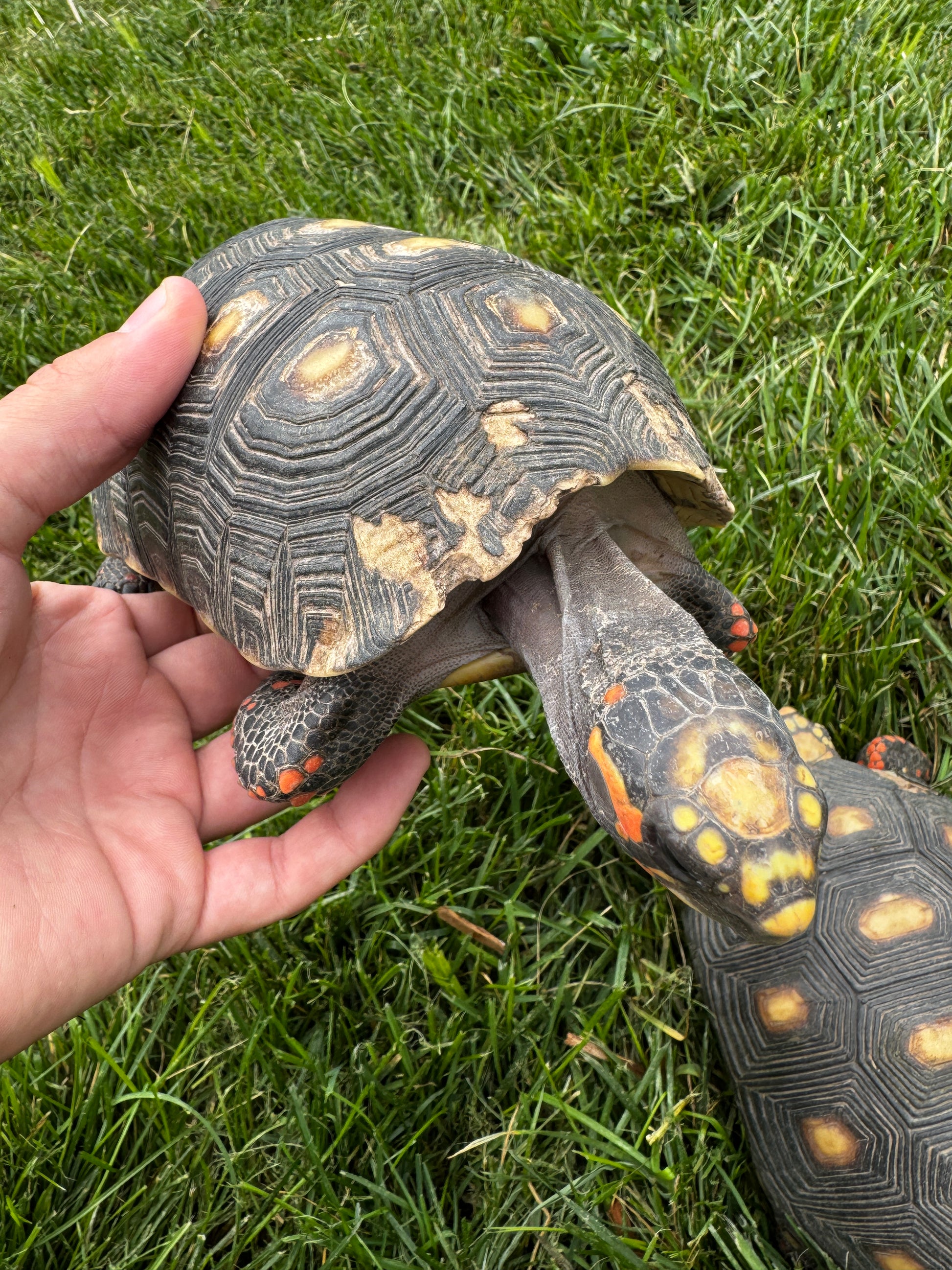 B Grade Redfoot Tortoise Pair!