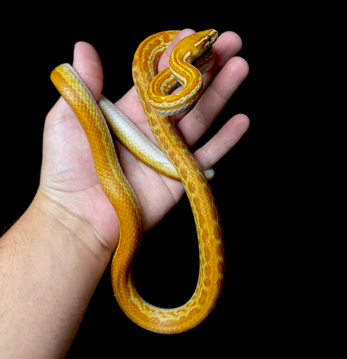 Male Albino T- Het T+ House Snake