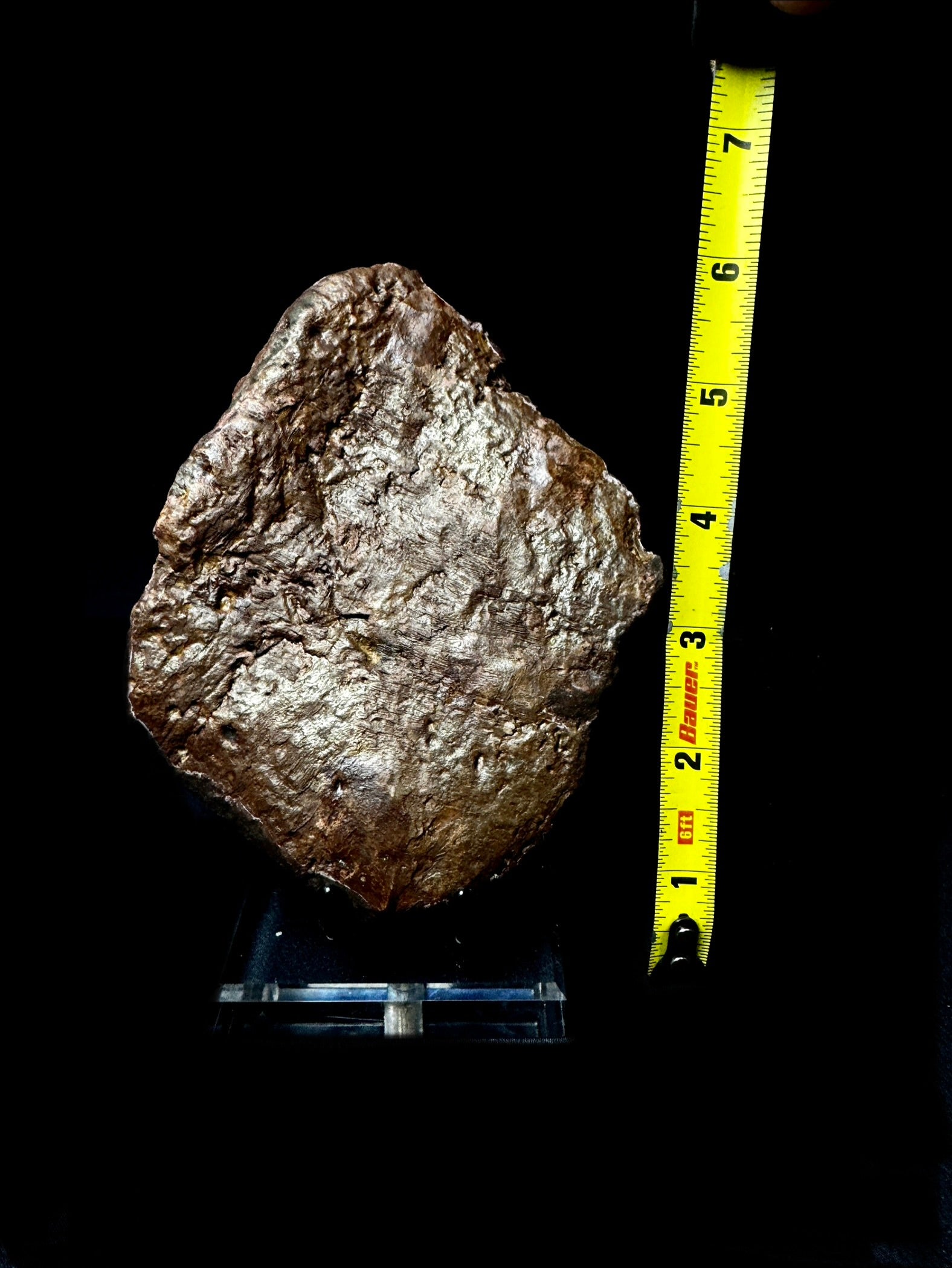 Nodosaur Scute