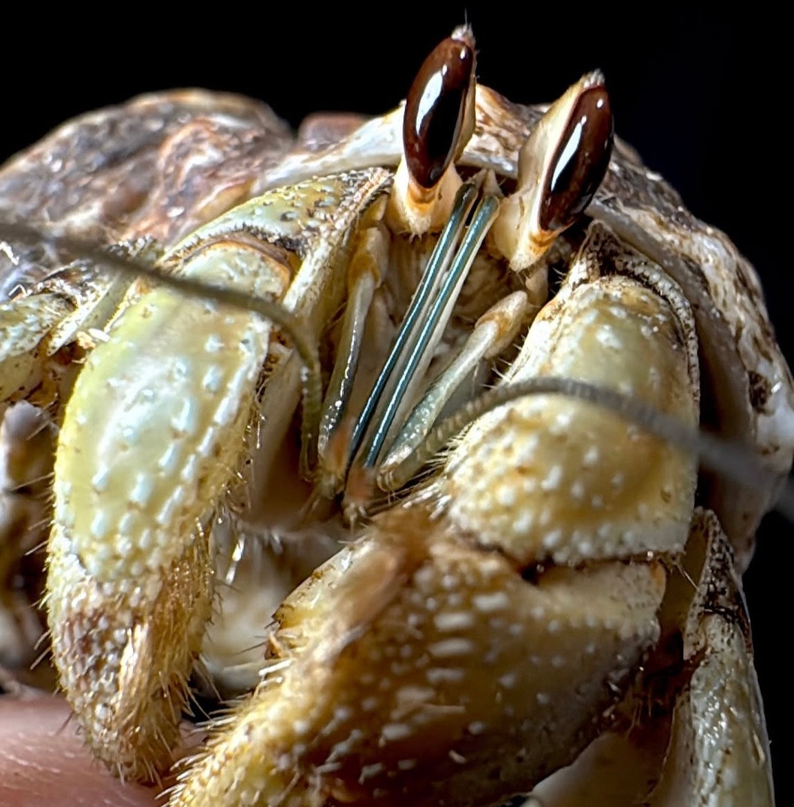 Ecuadorian Hermit Crabs