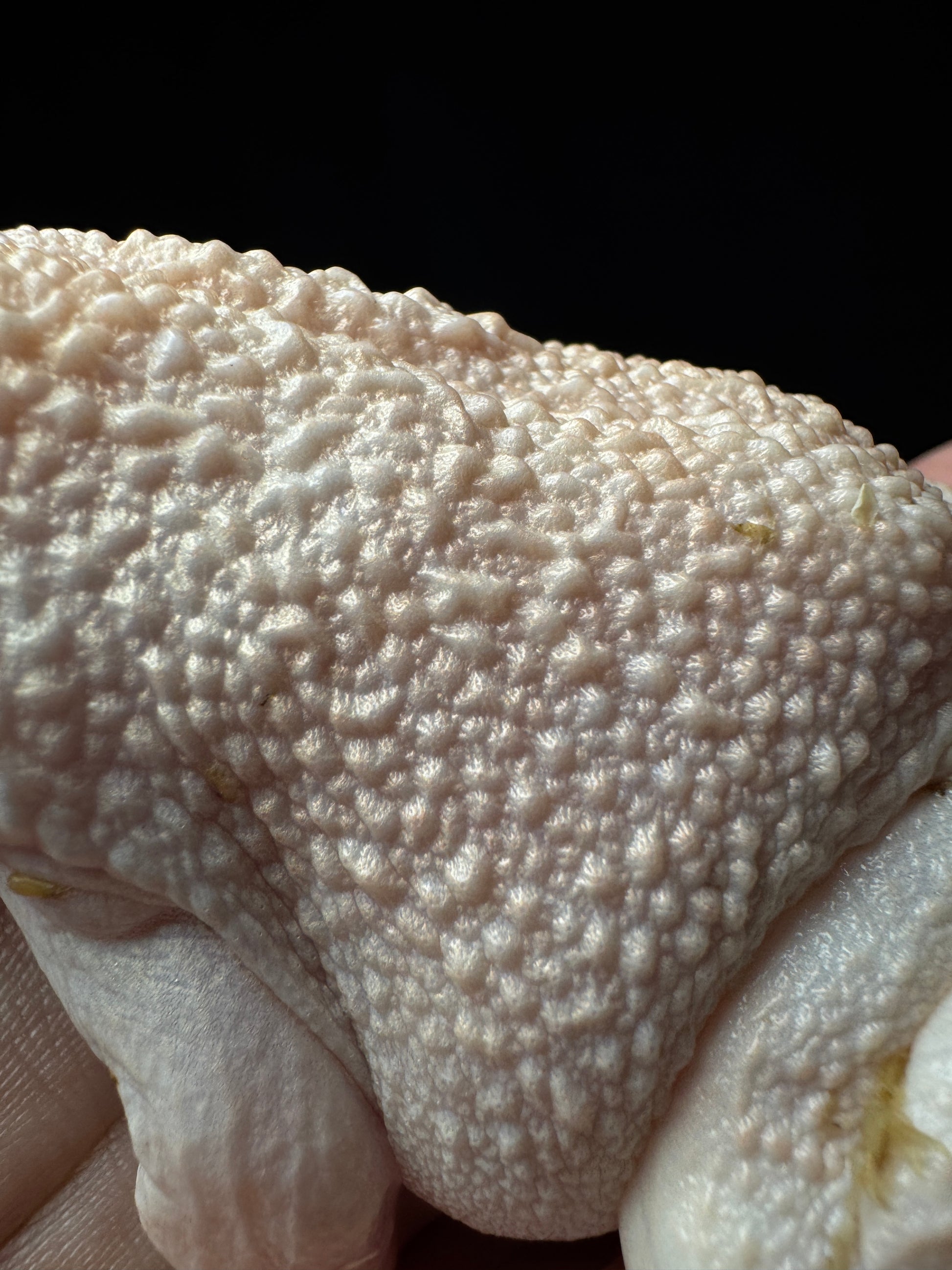 Albino Chungus Frog (Asian Bullfrog)