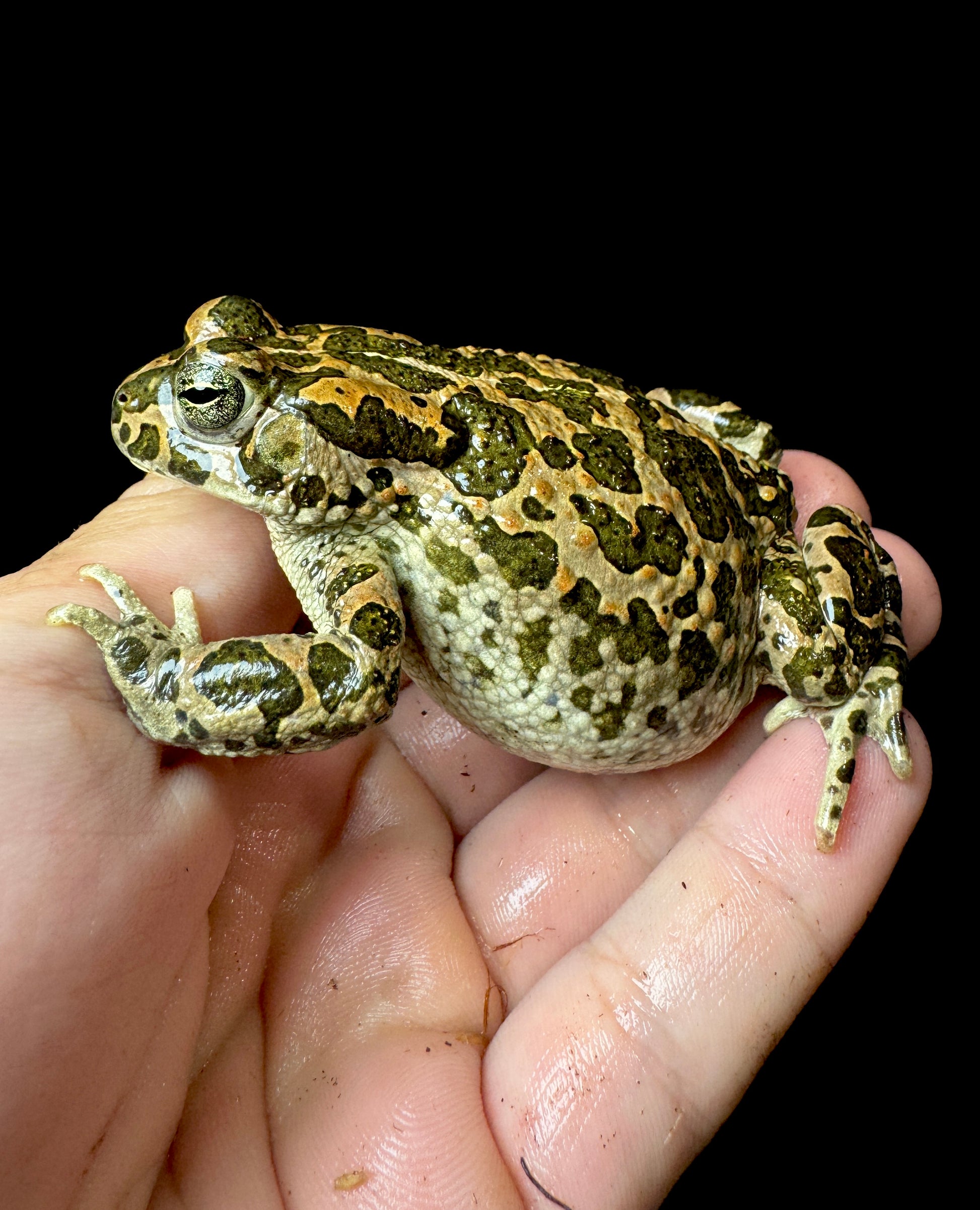 Golden Toad