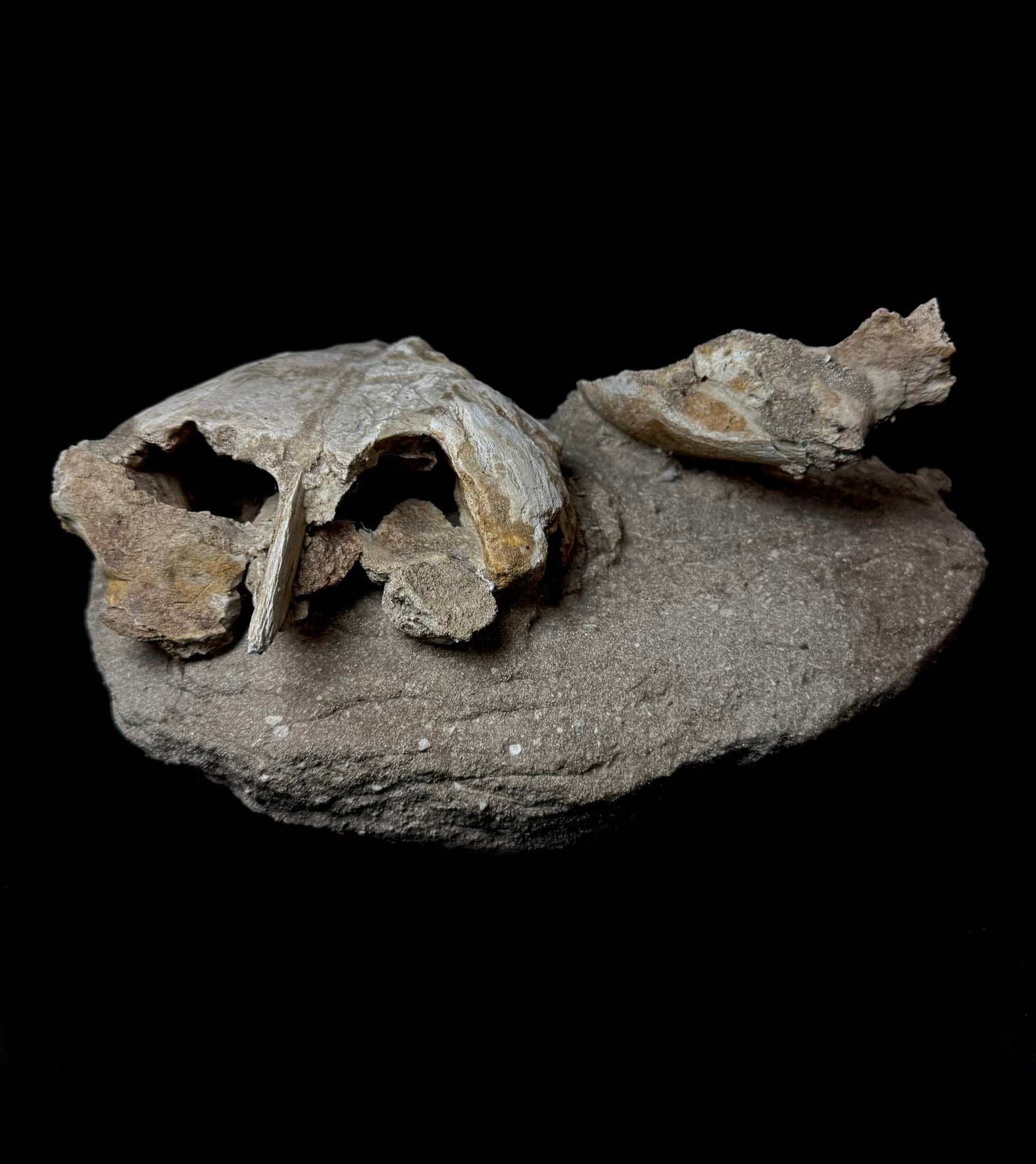 Fossilized Marine Turtle Skull (Morocco)