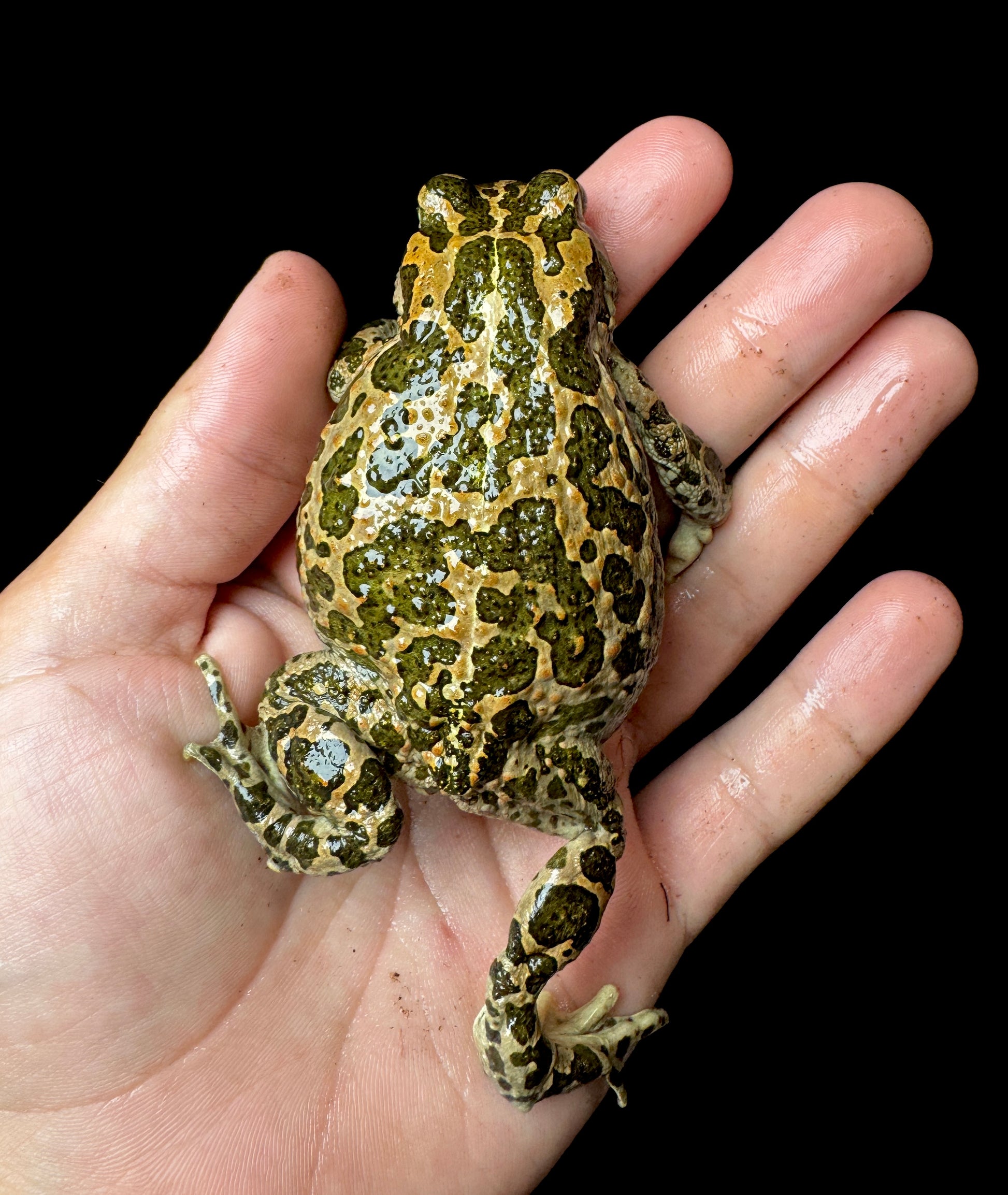 Golden Toad