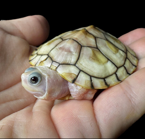 2-3” Caramel Pink Red Eared Slider!