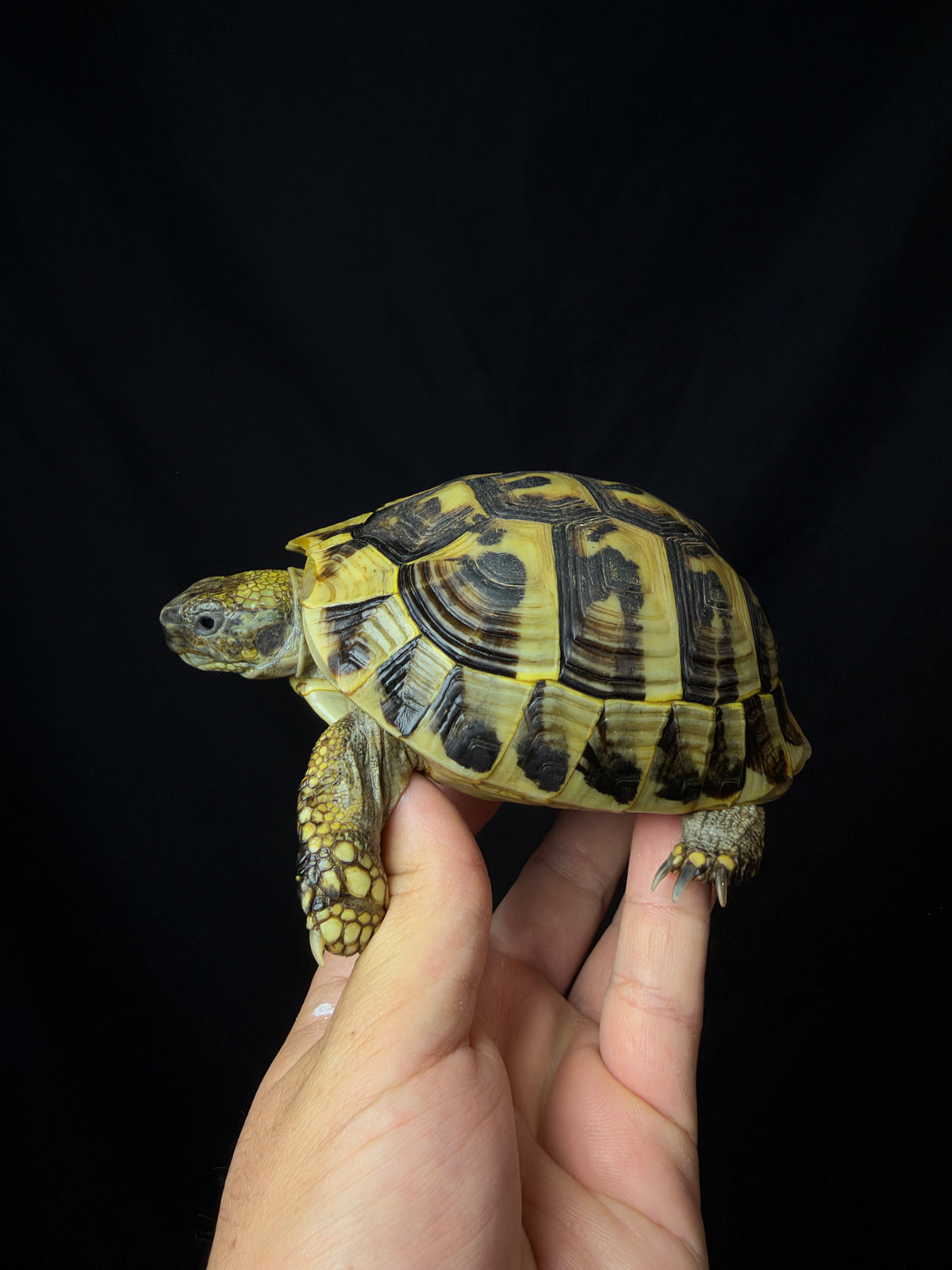 #14 Female Hermann’s Tortoise