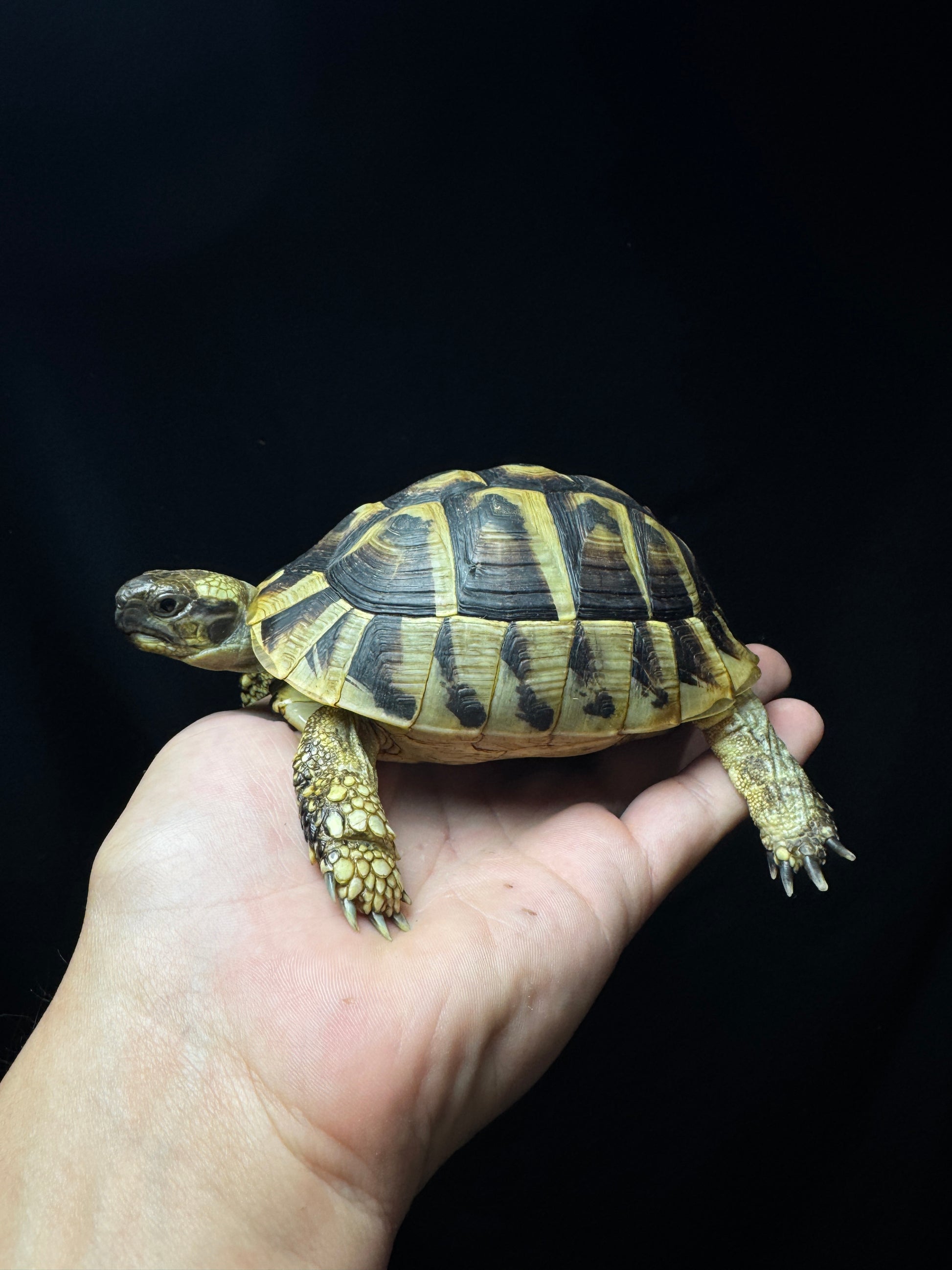#17 Female USACB Hermann’s Tortoise