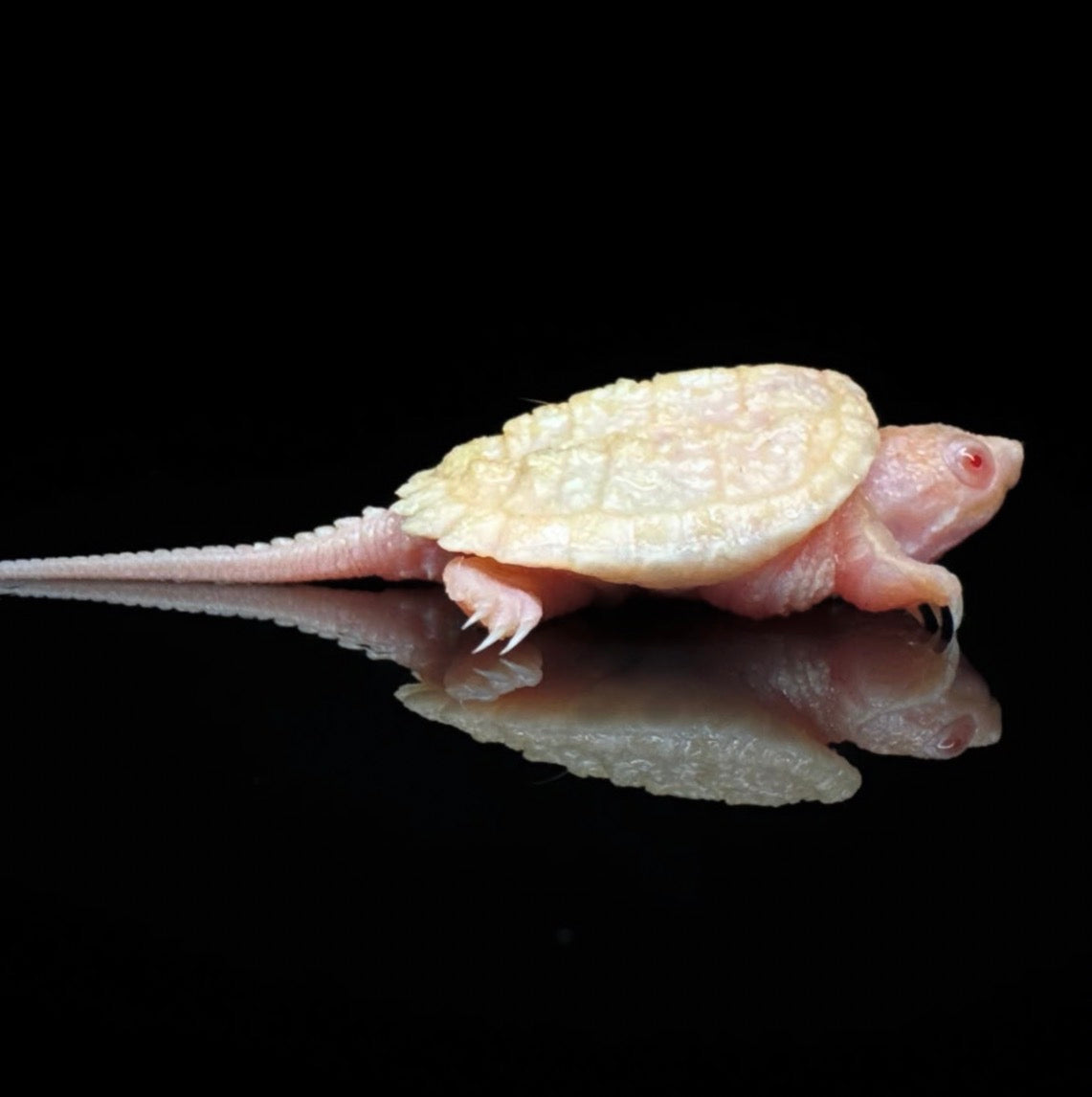 USACB T- True Albino COMMON Snappers!