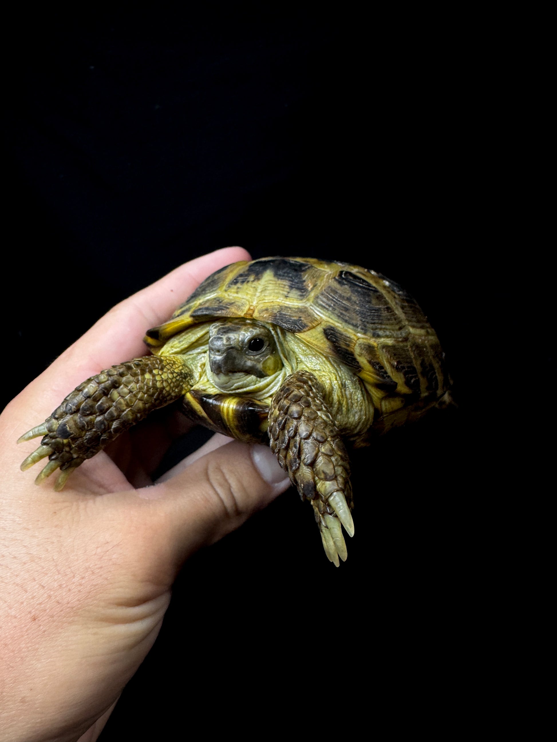 Female Russian Tortoise #10