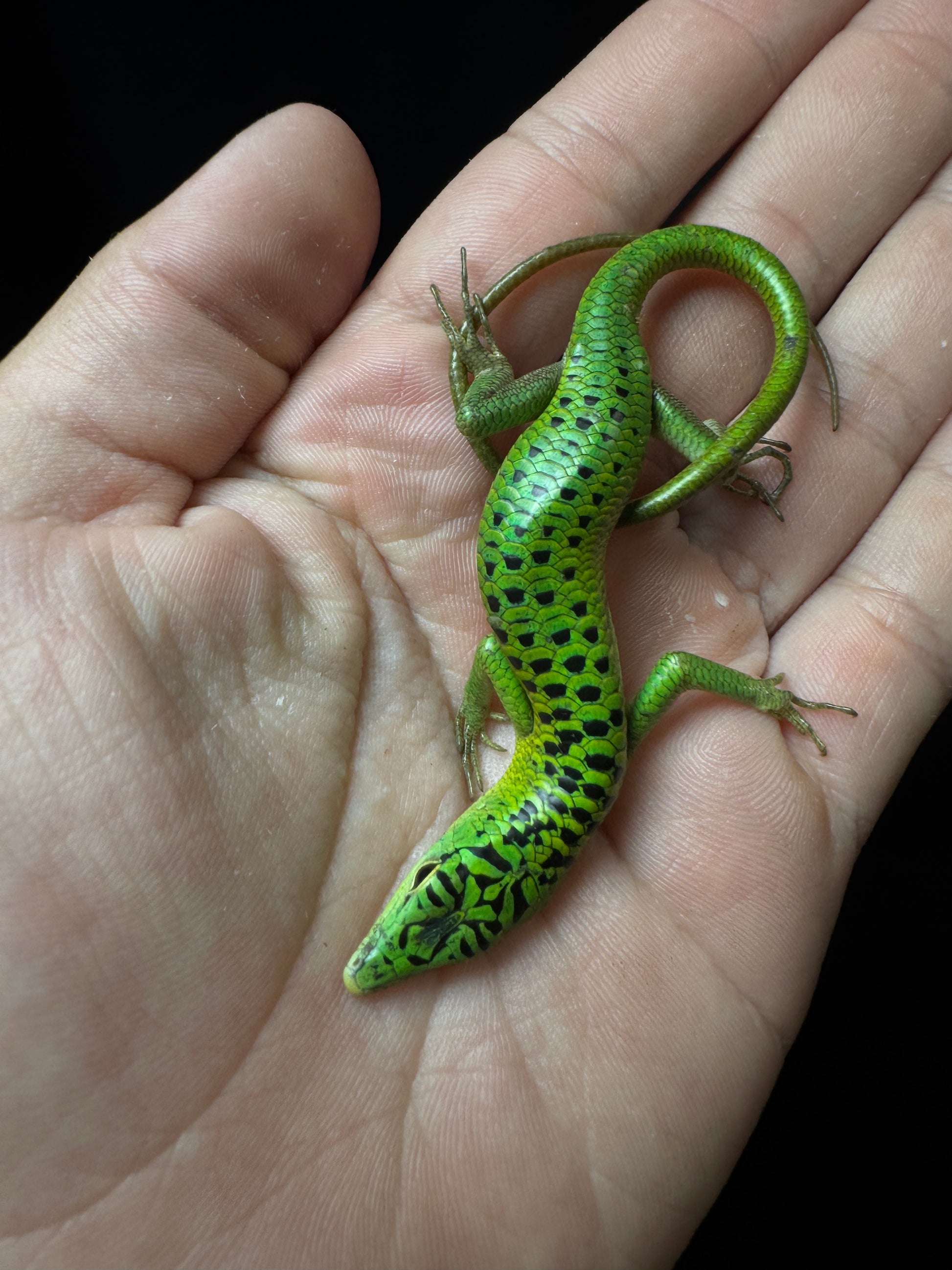 #8 Female Baby Black Spotted Emerald Tree Skink