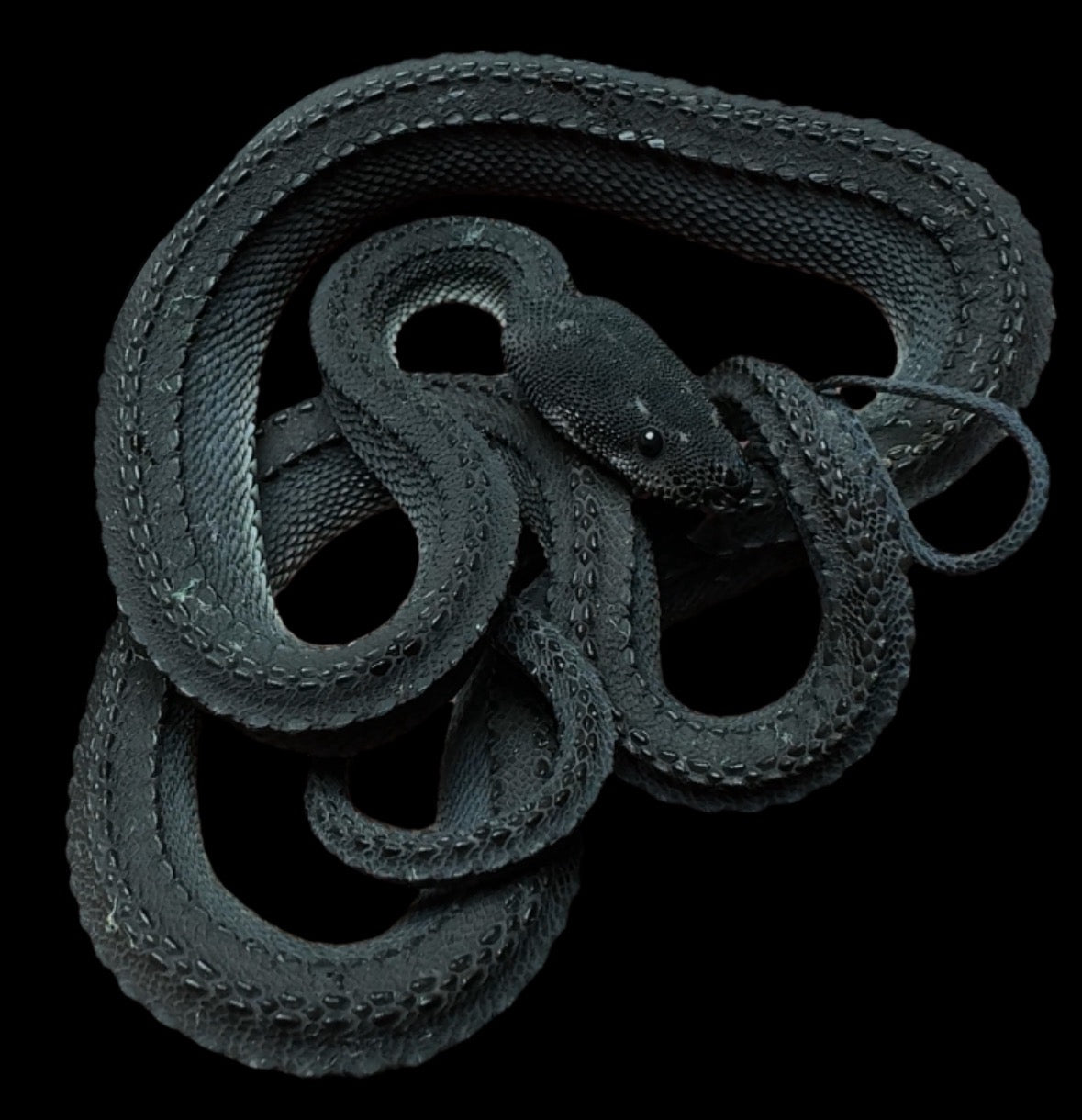 Dragon Snake (Feeding & Established)