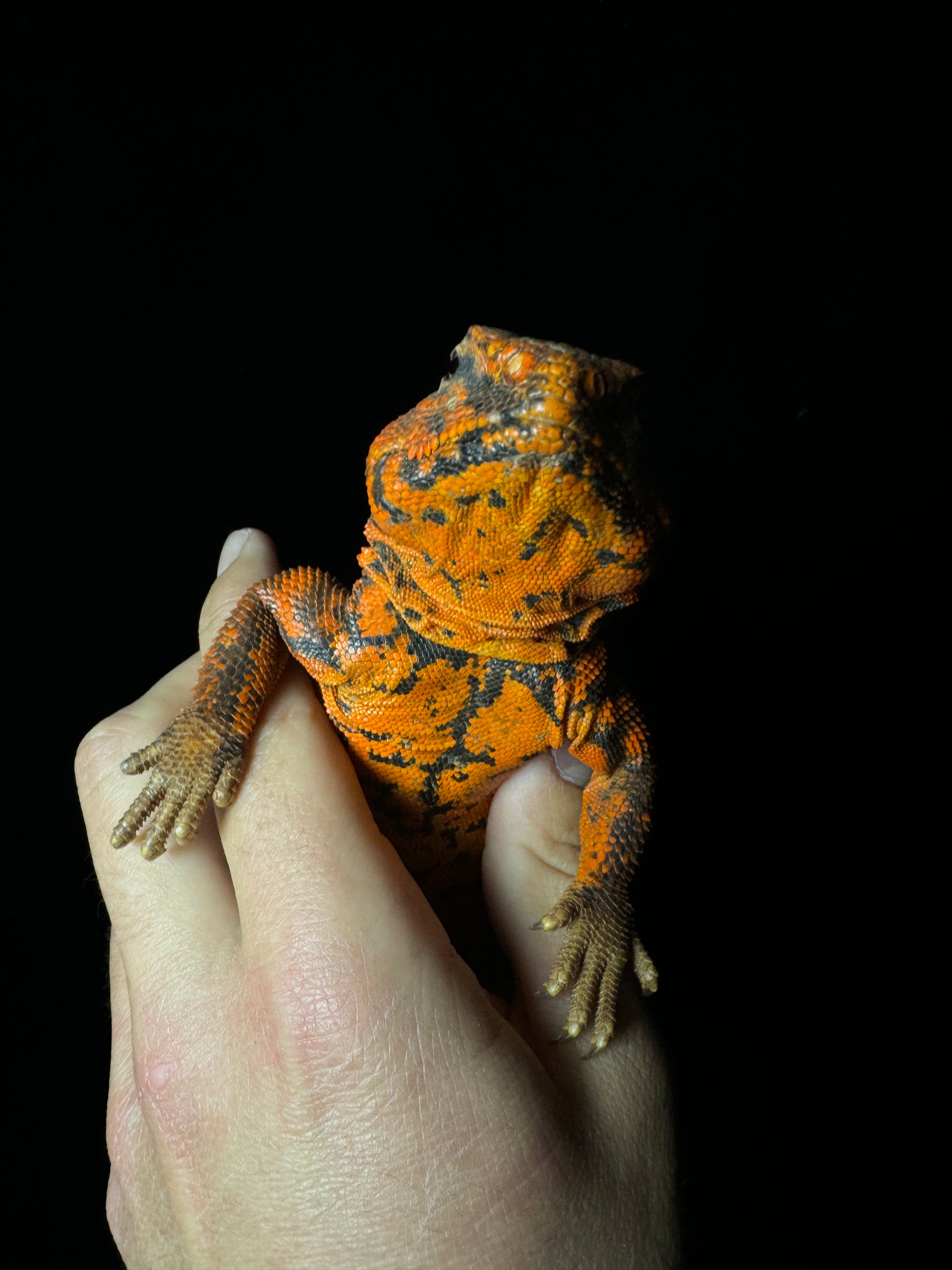 Adult Red Uromastyx