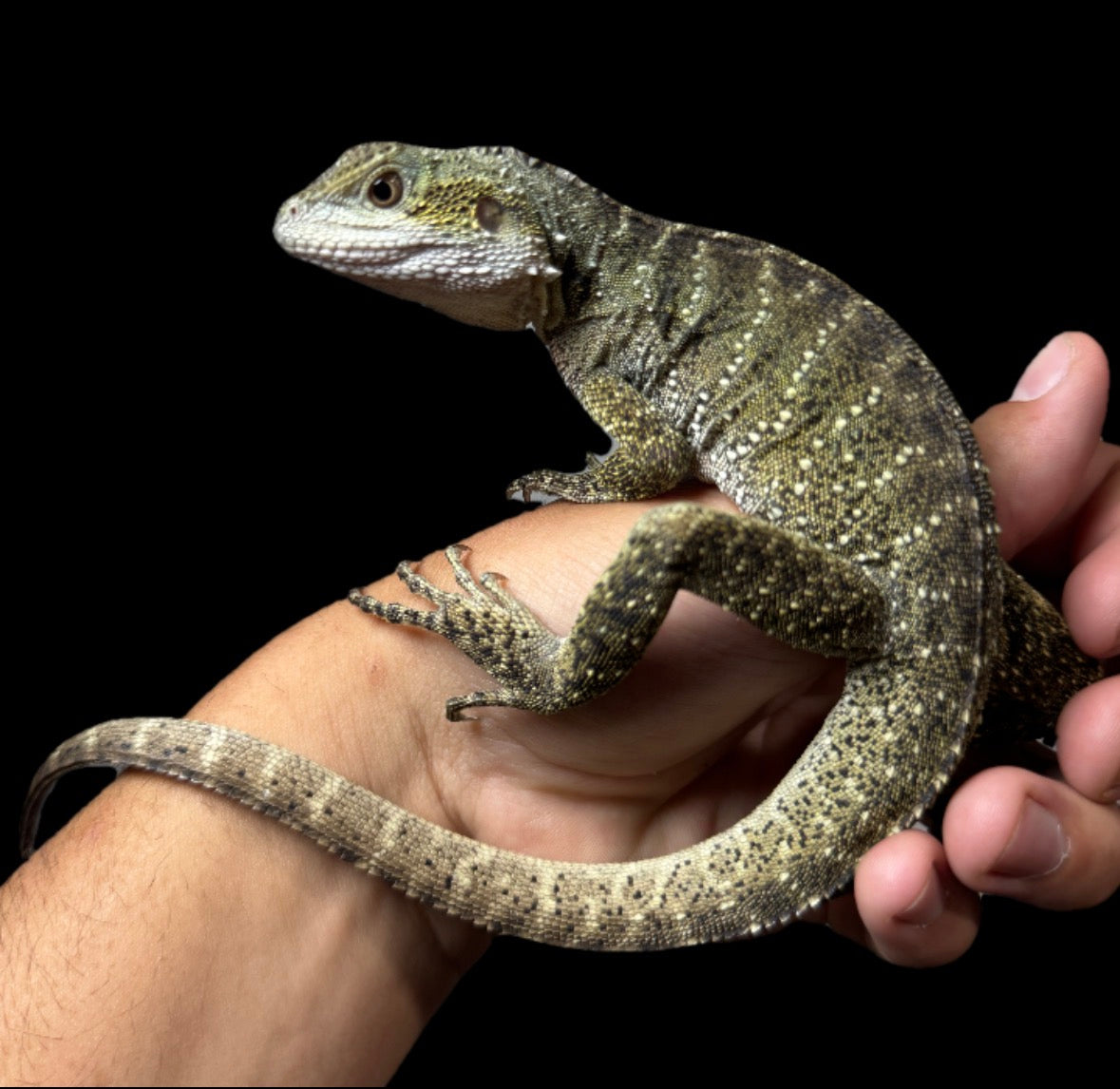 CBB Australian Water Dragon