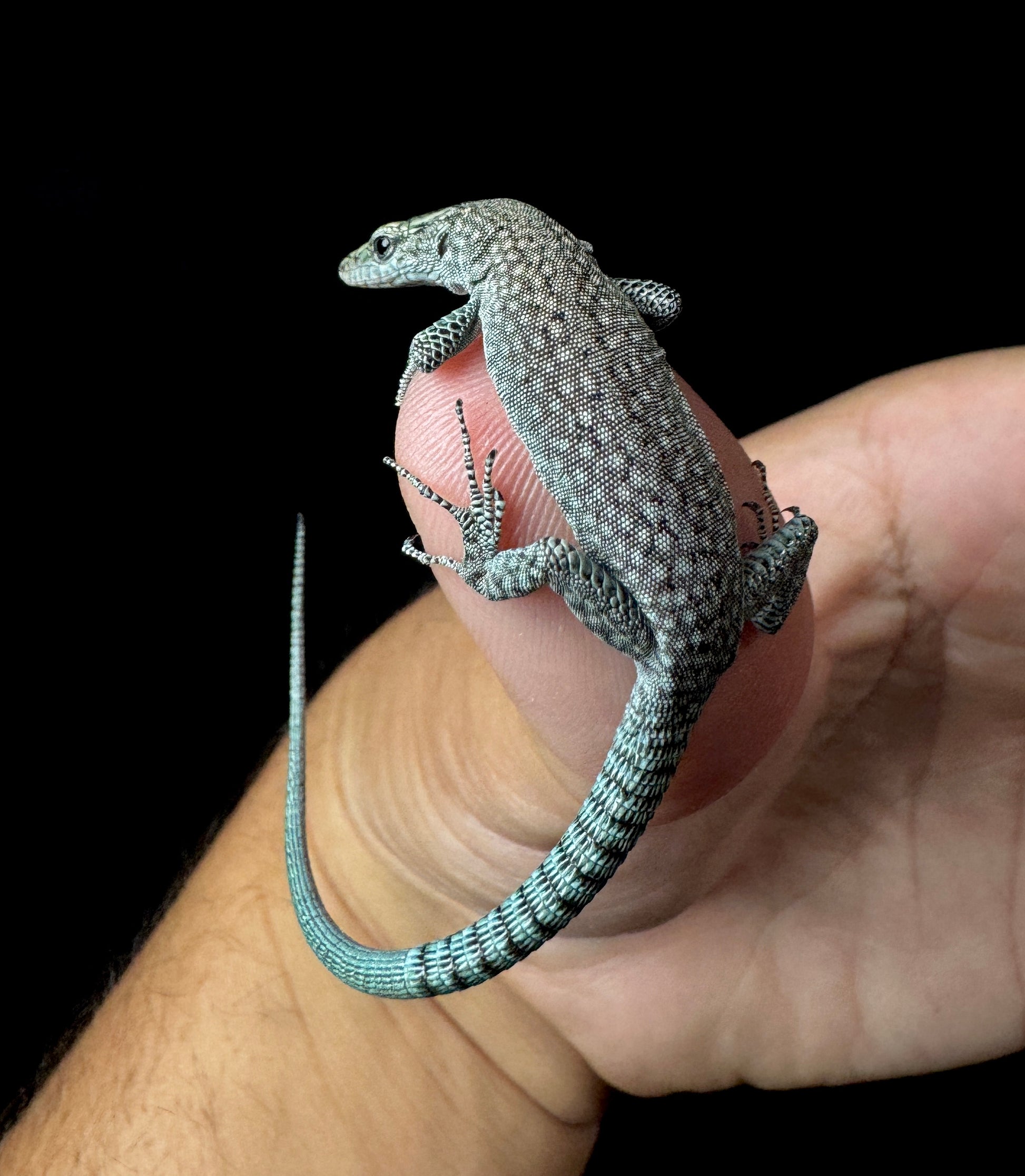 Dalmatolacerta oxycephala
