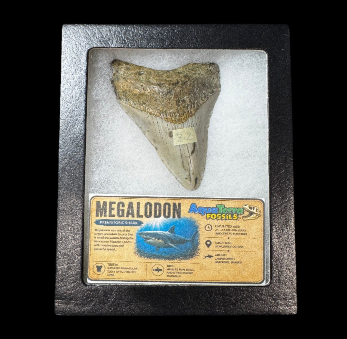 3.2” Megalodon Tooth With Case #7