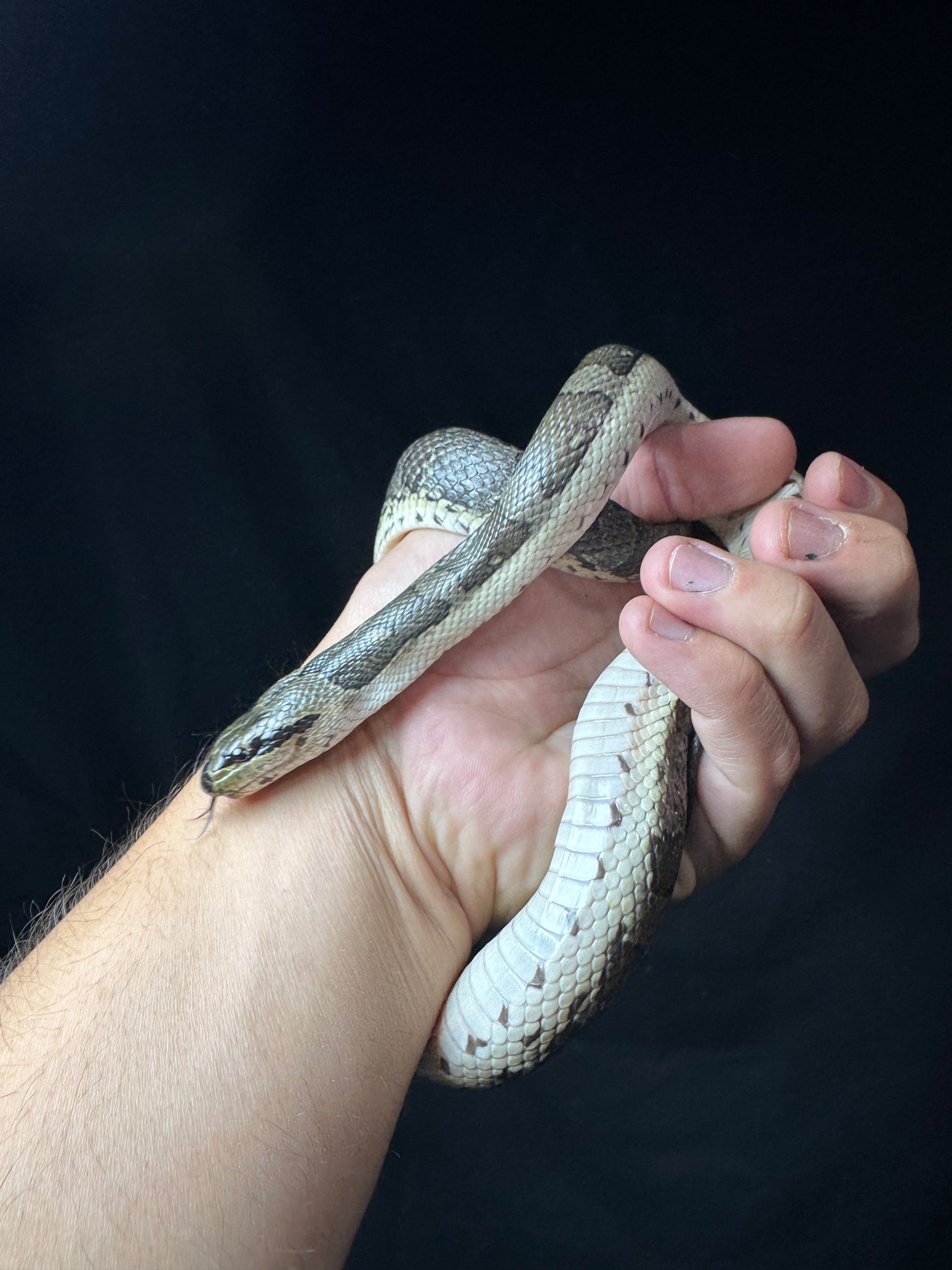 #1 Puff Faced Swamp Snake