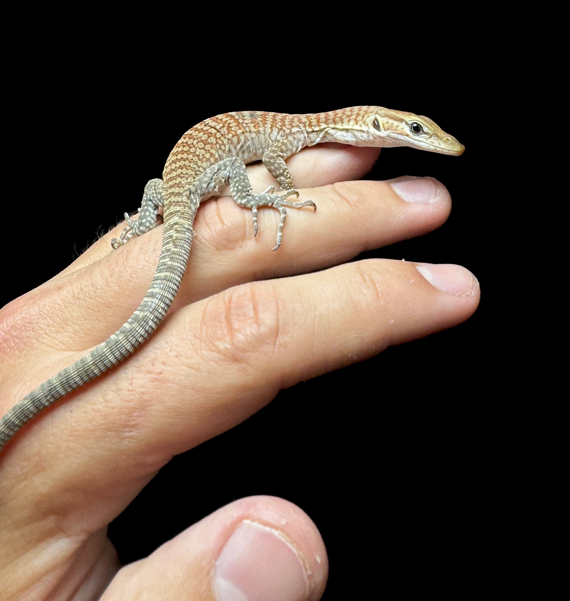 #2 Freckled Monitor