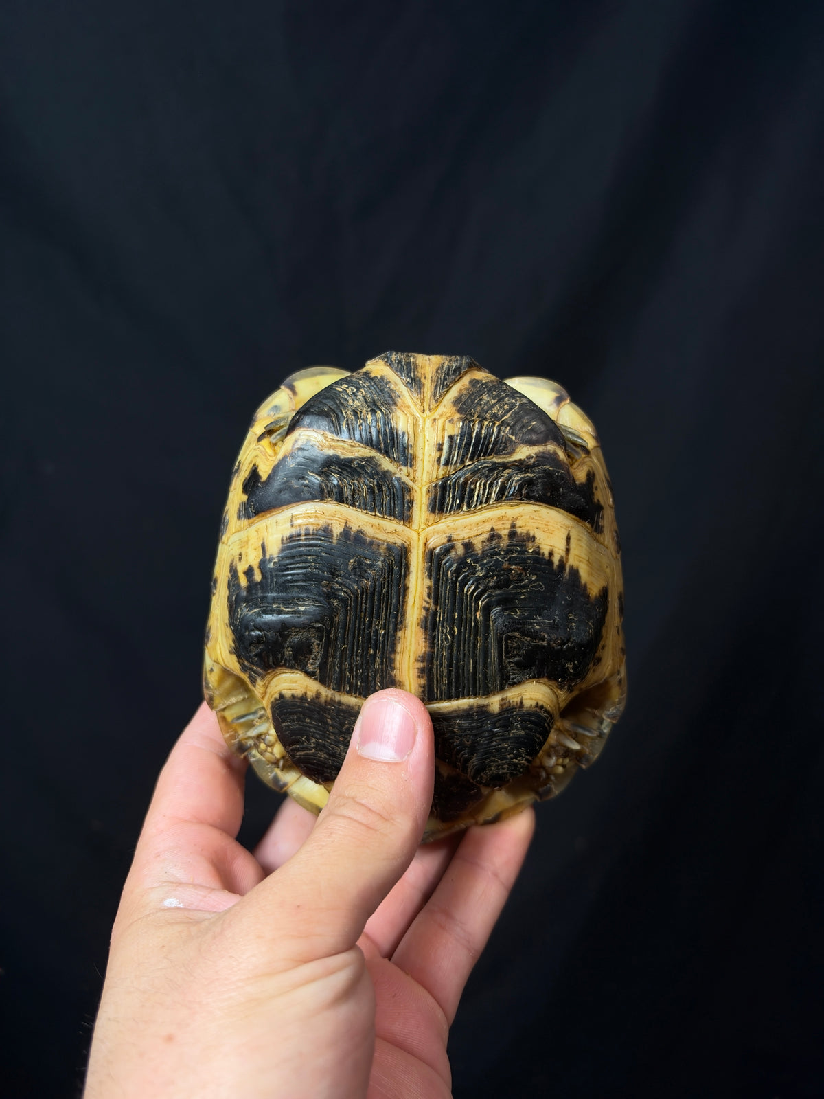 #1 Female Russian Tortoise