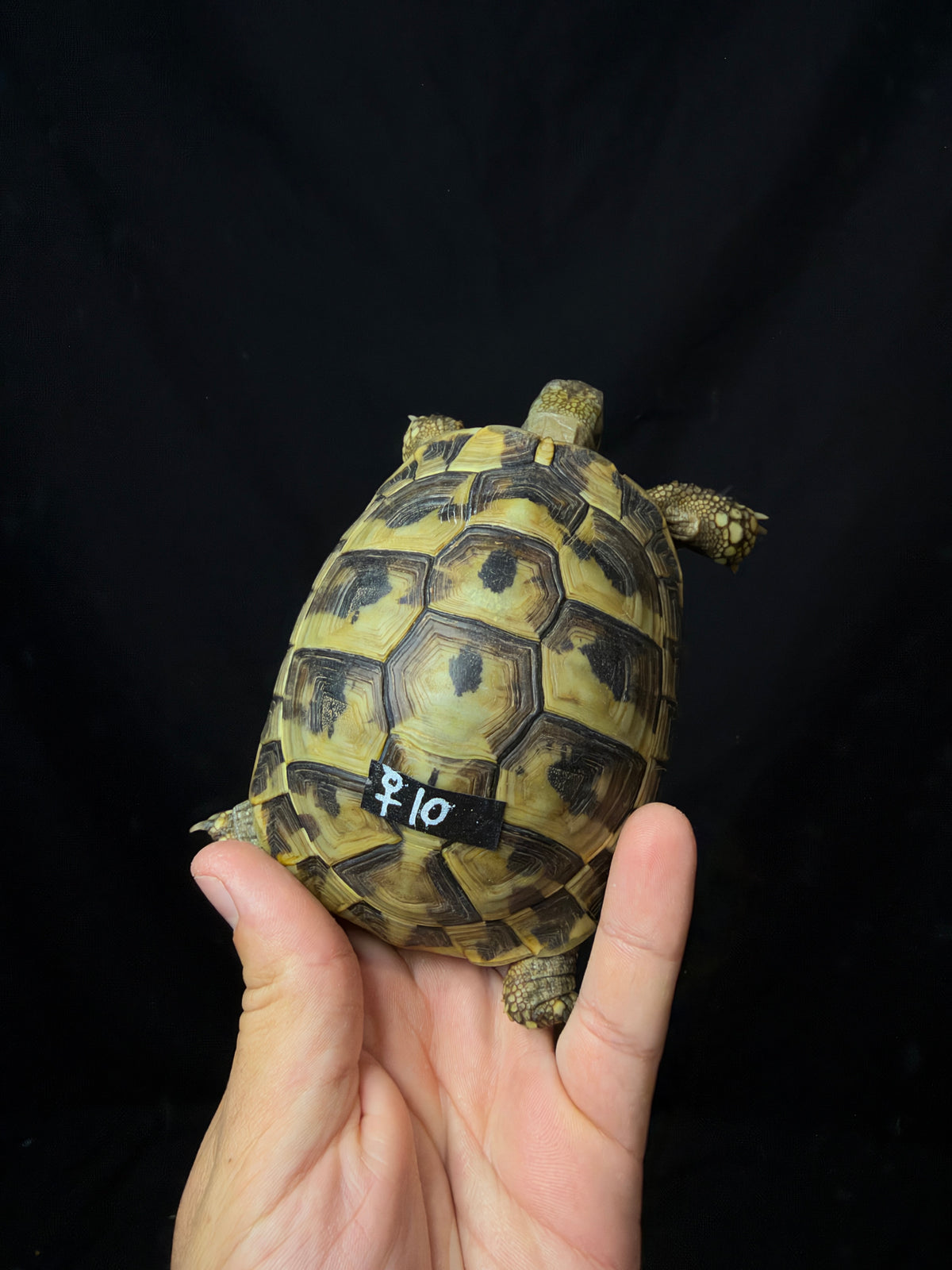 #10 Female Hermann’s Tortoise