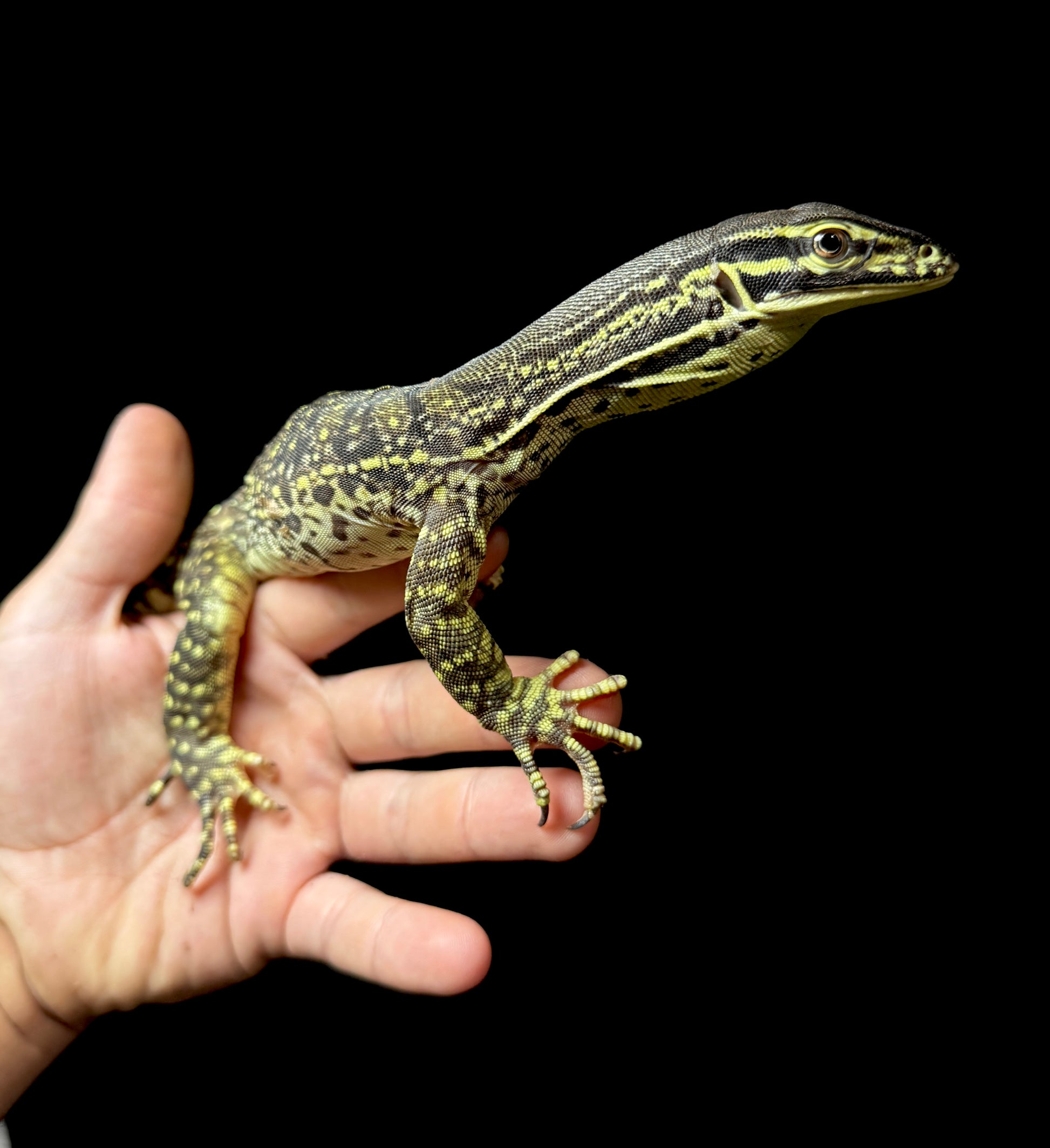 Beautiful Argus Monitor