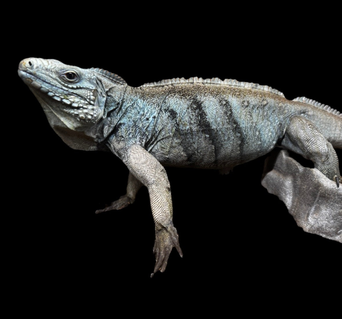 Super Blue Lewisi Iguana!