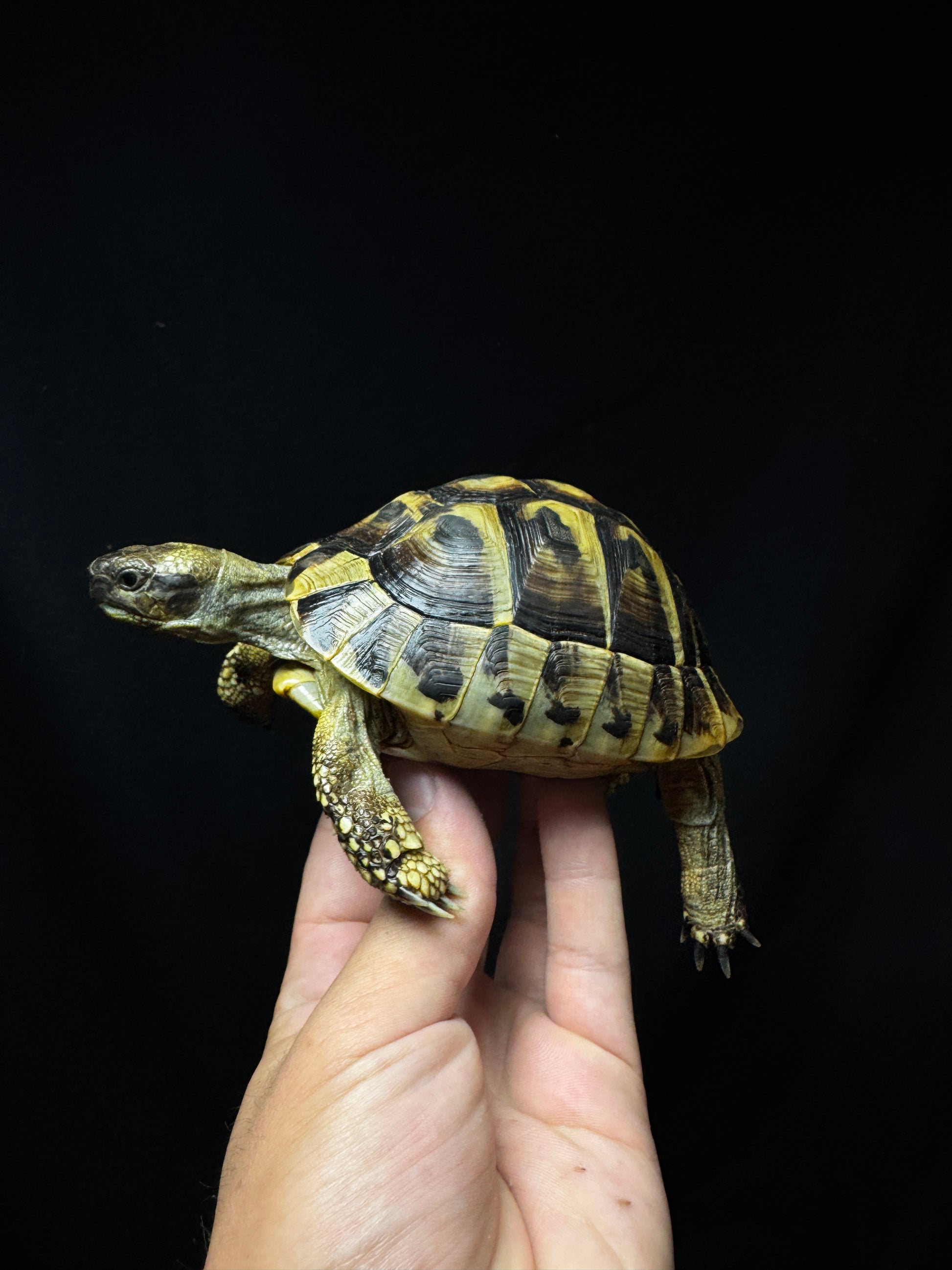 #16 Female USACB Hermann’s Tortoise