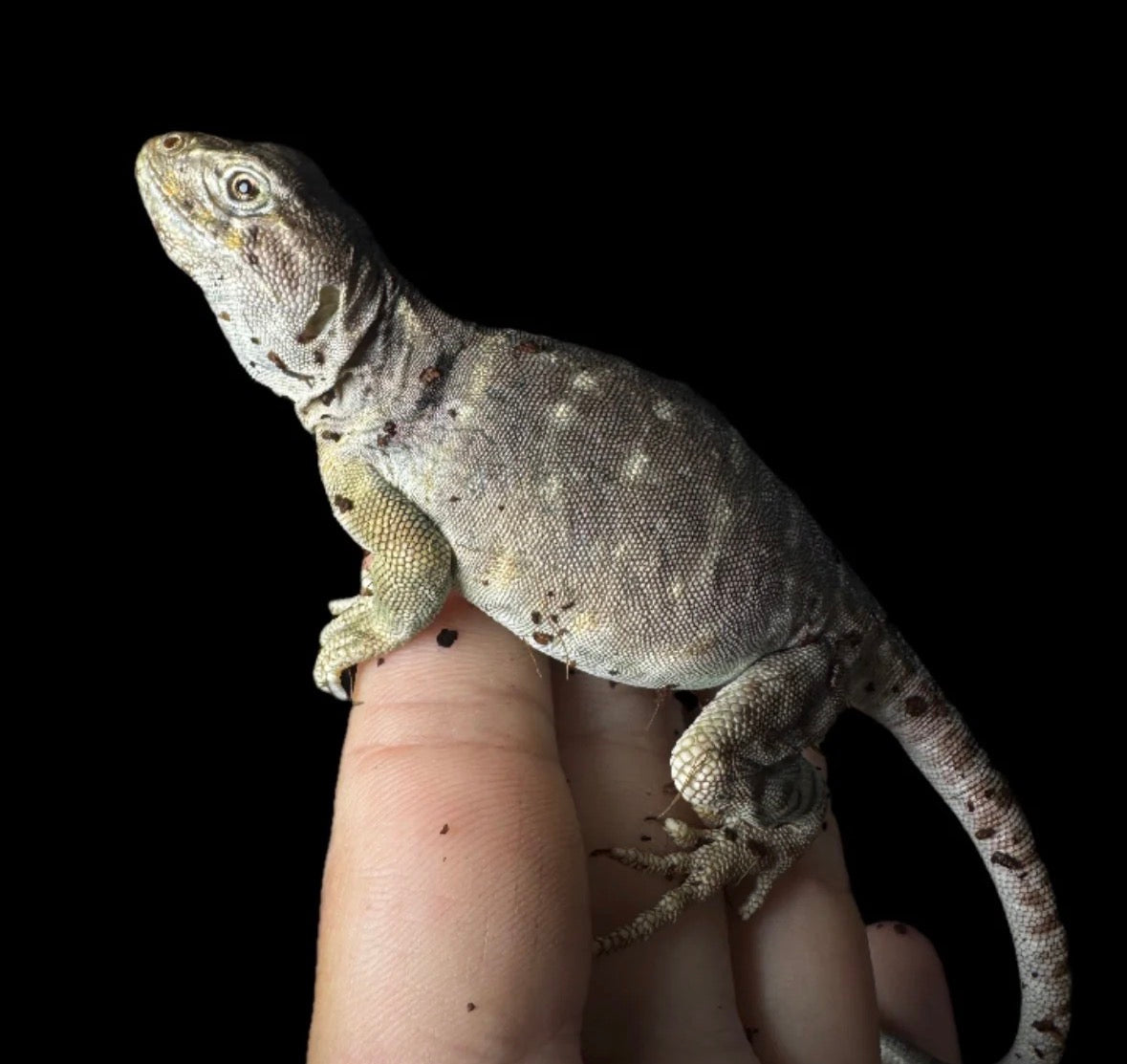 Collard Lizard Pair