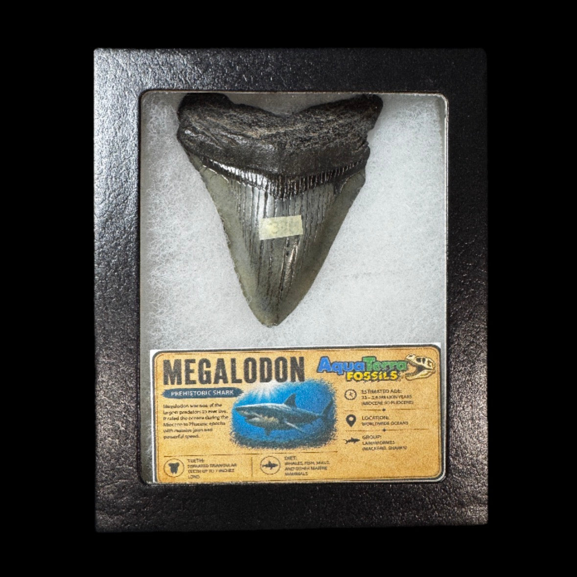 3.2” Megalodon Tooth With Case #4