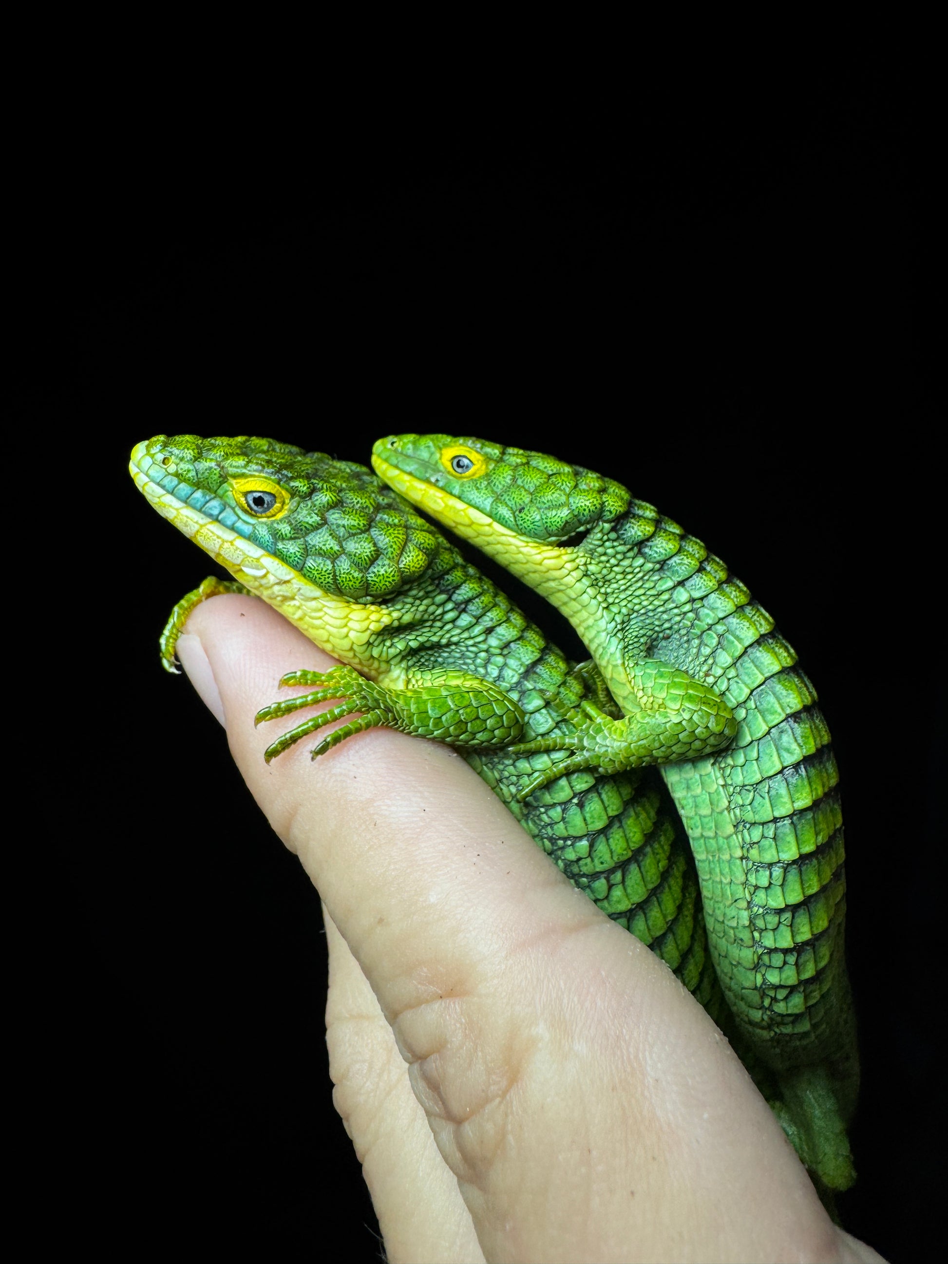 Stunning Mexican Alligator Lizard Pair (Abronia graminea)