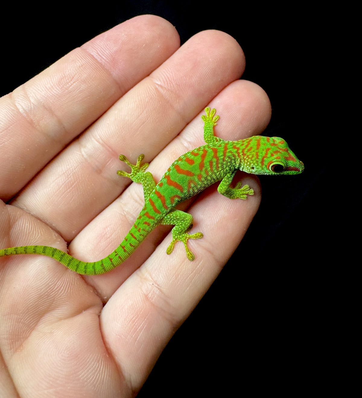 High Red Day Gecko