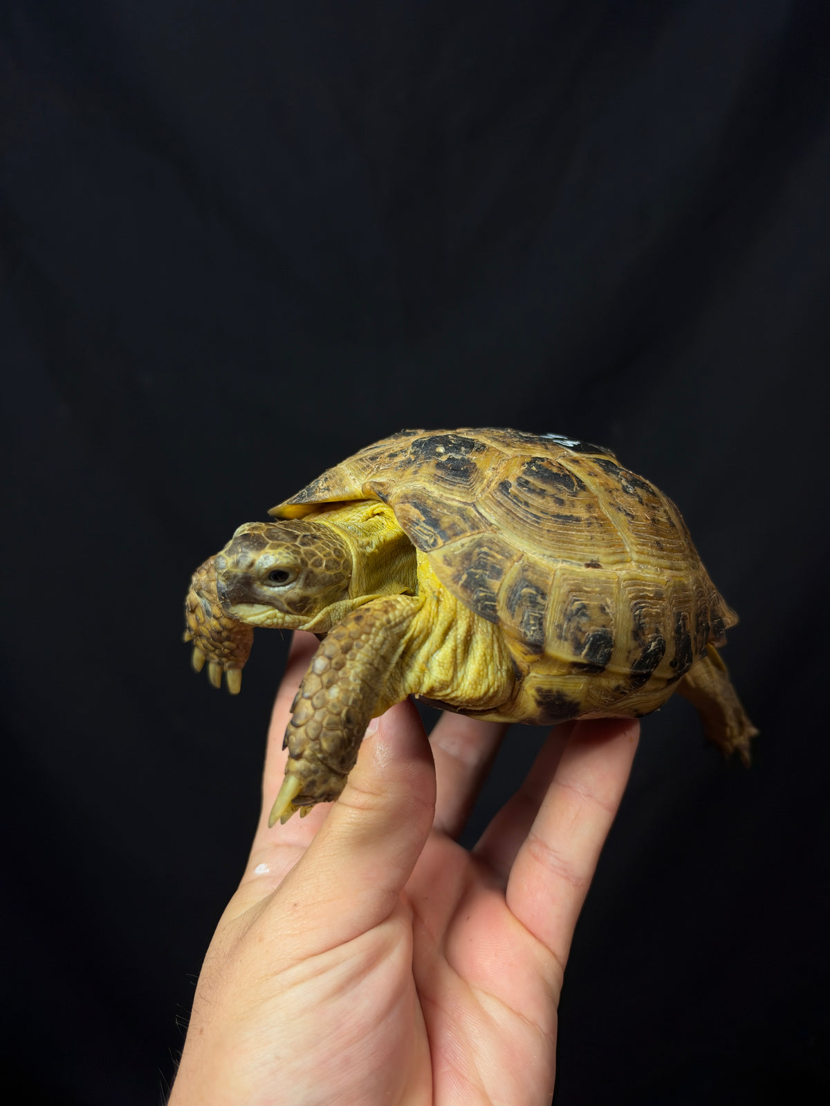#2 Female Russian Tortoise